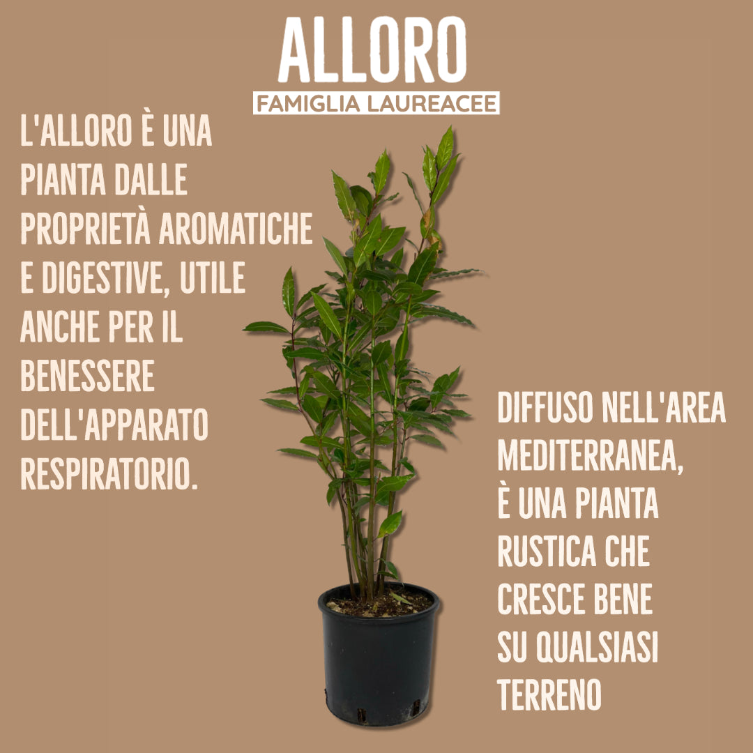 Come coltivare un alloro (Laurus nobilis): Guida completa