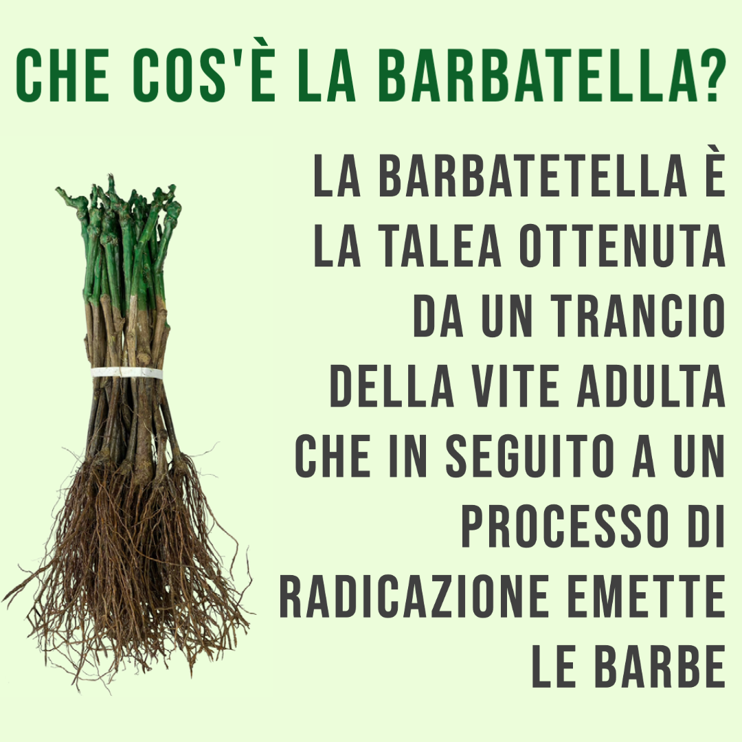 Che cos'è la barabatella?