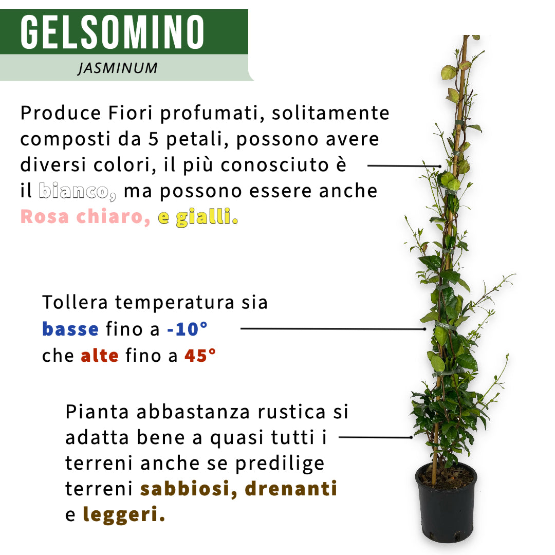 Gelsomino