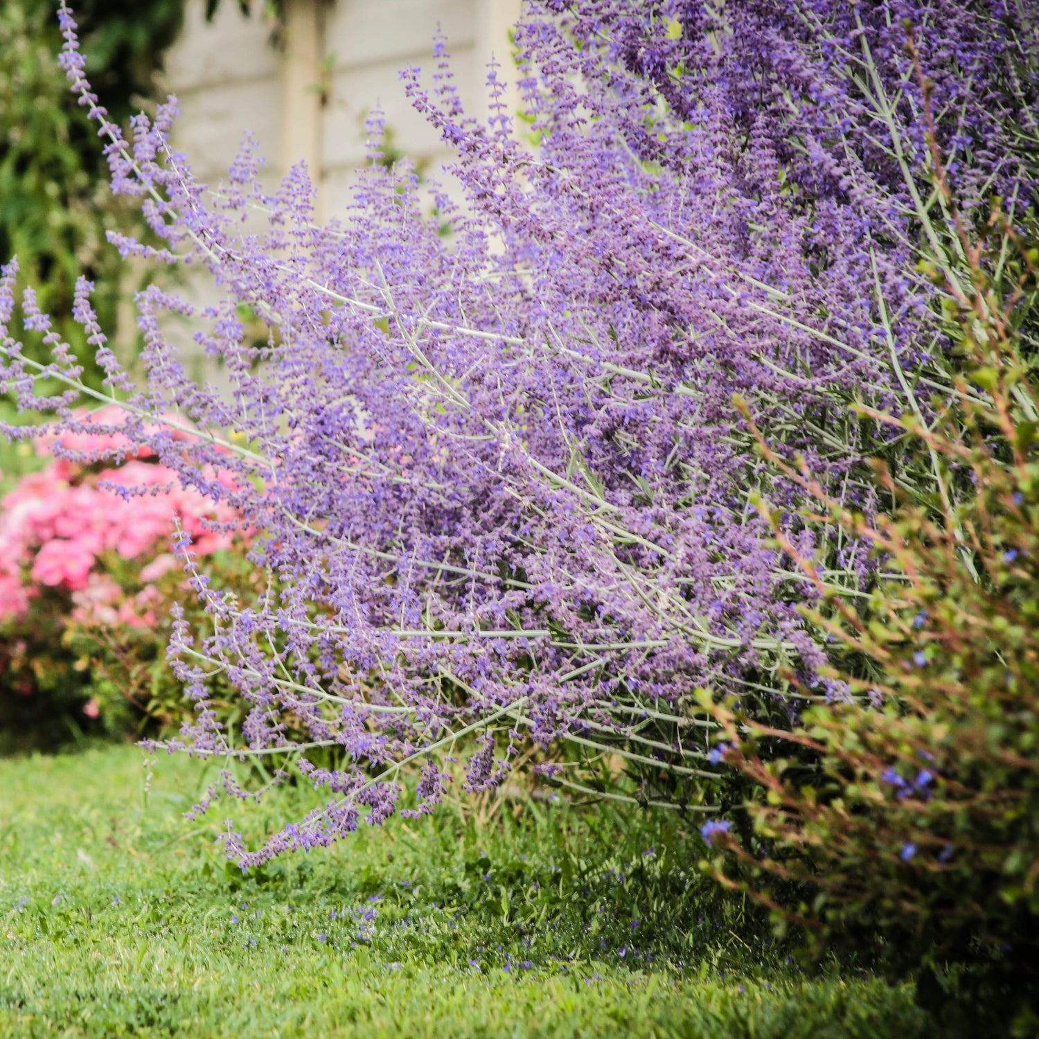 Lavanda: La Pianta Aromatica Perfetta