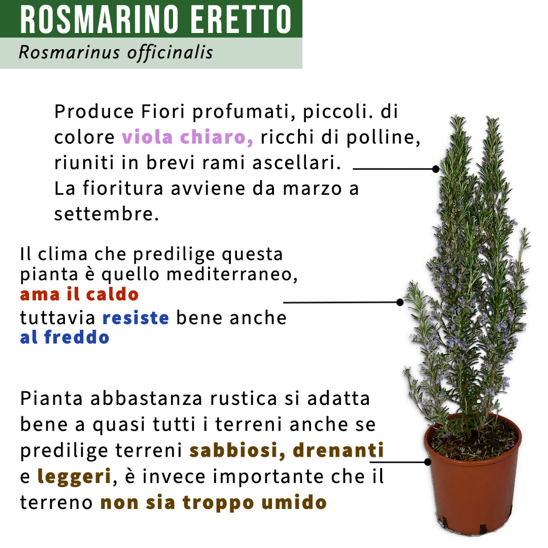 Rosmarino