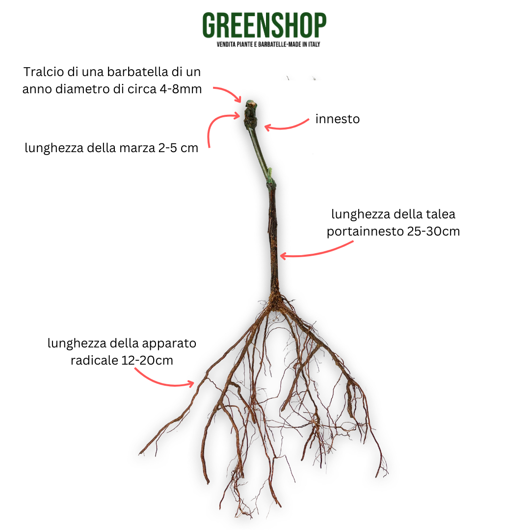 Come si Fanno le Barbatelle della Vite