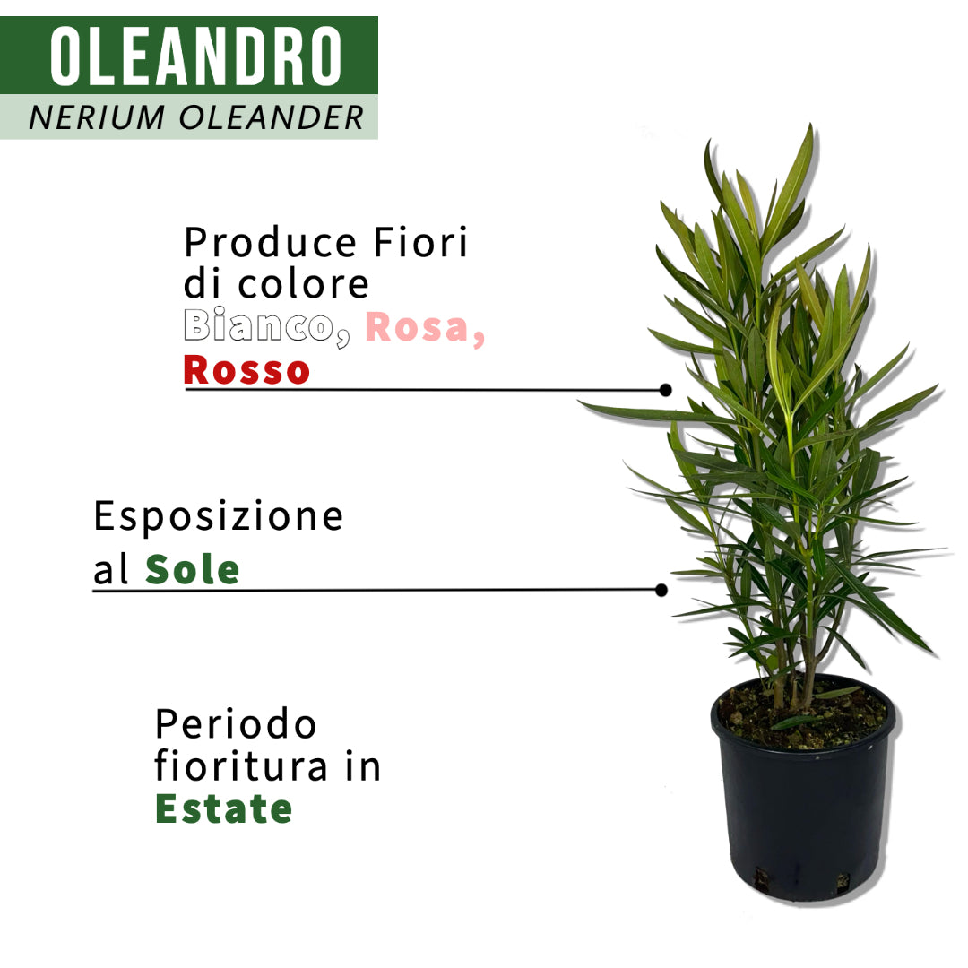 Oleandro