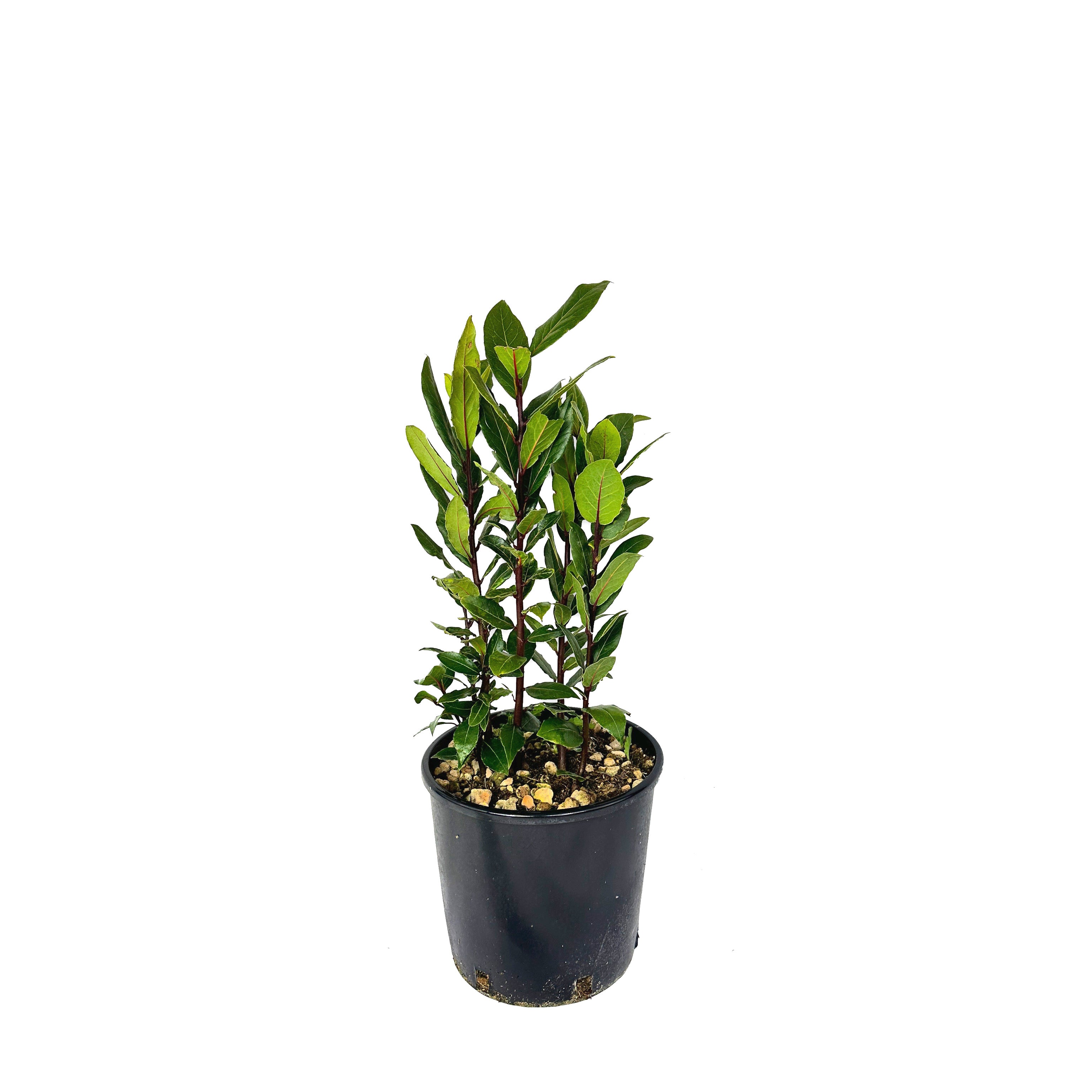 Alloro - Laurus nobilis - Greenshop