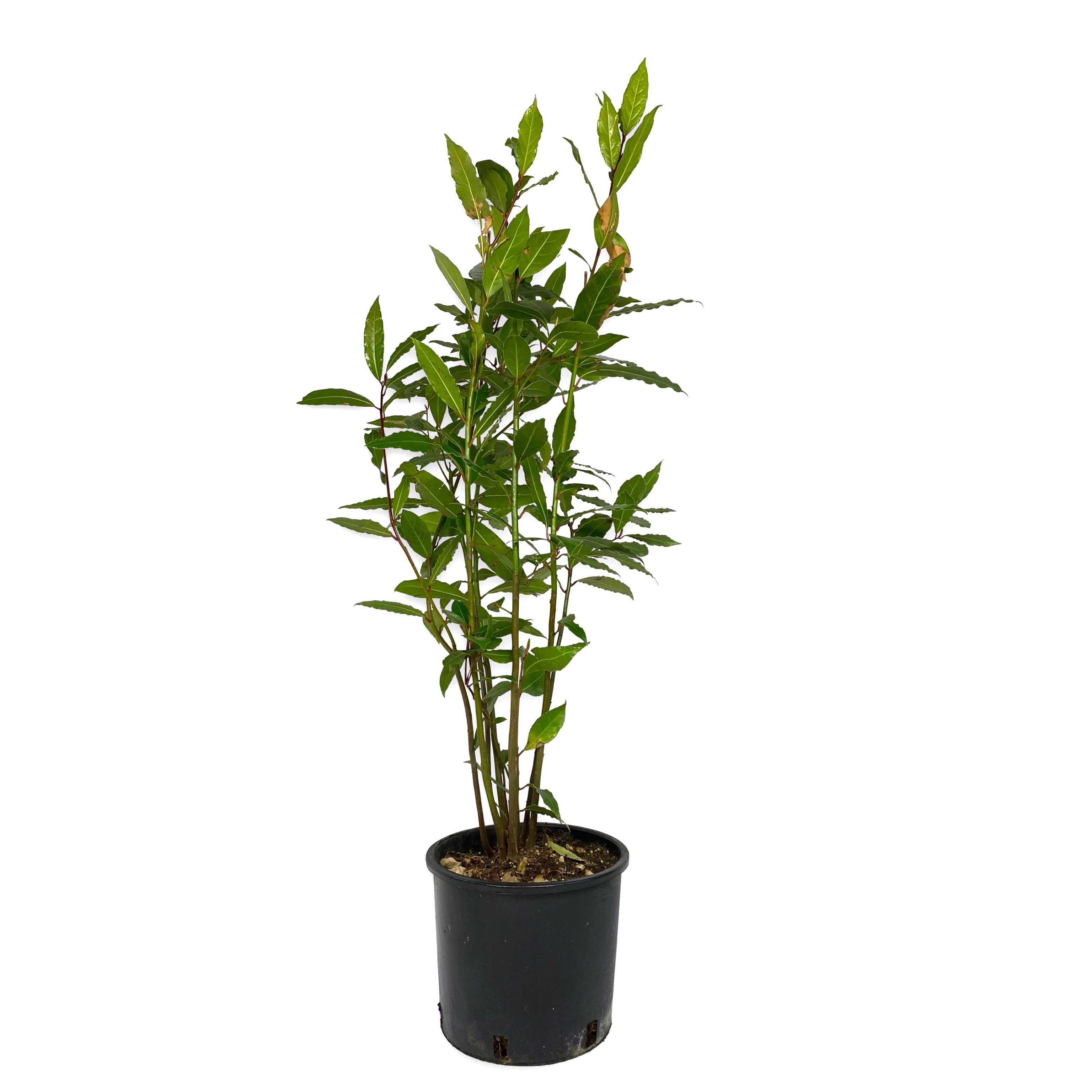 Alloro - Laurus nobilis - Greenshop