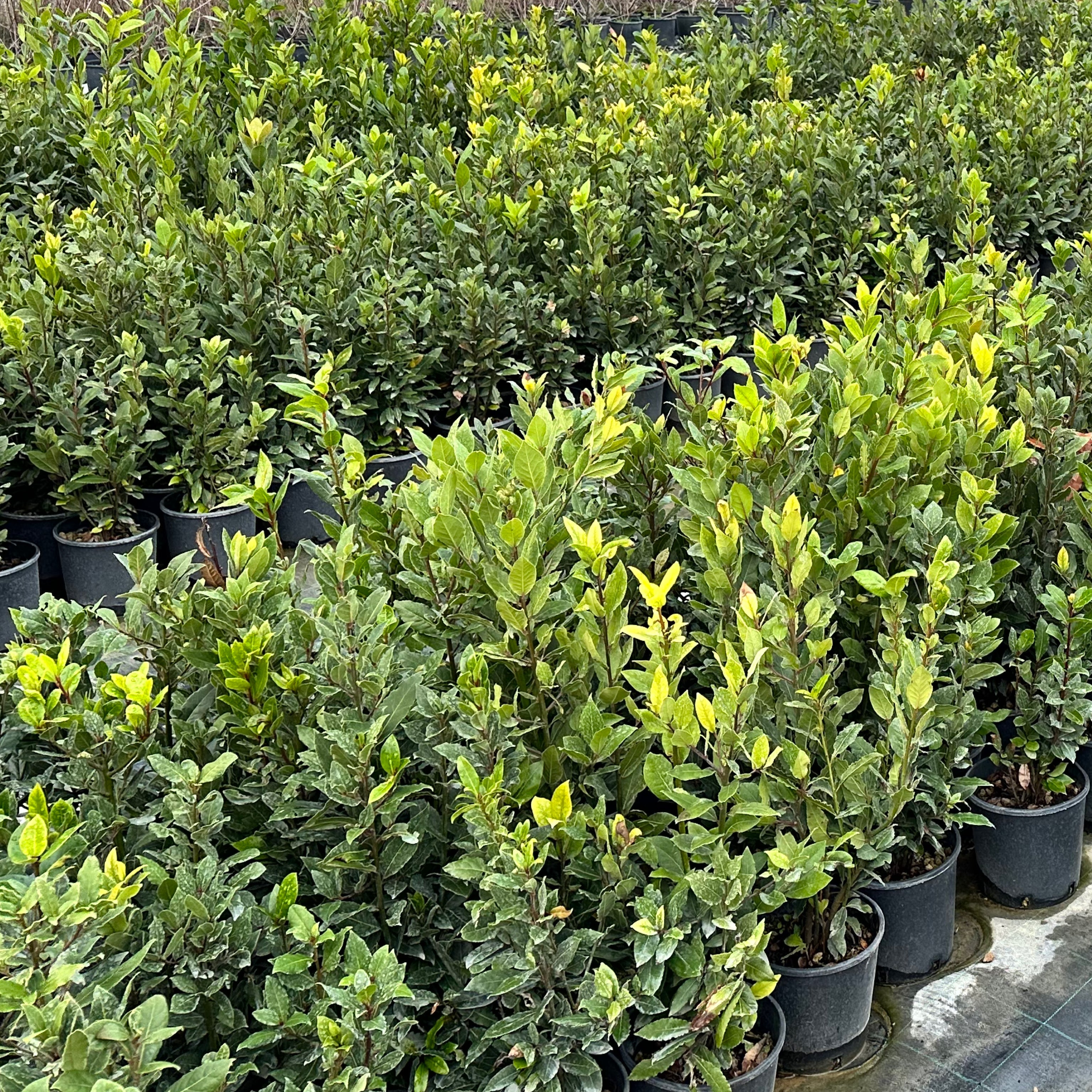 Alloro - Laurus nobilis - Greenshop