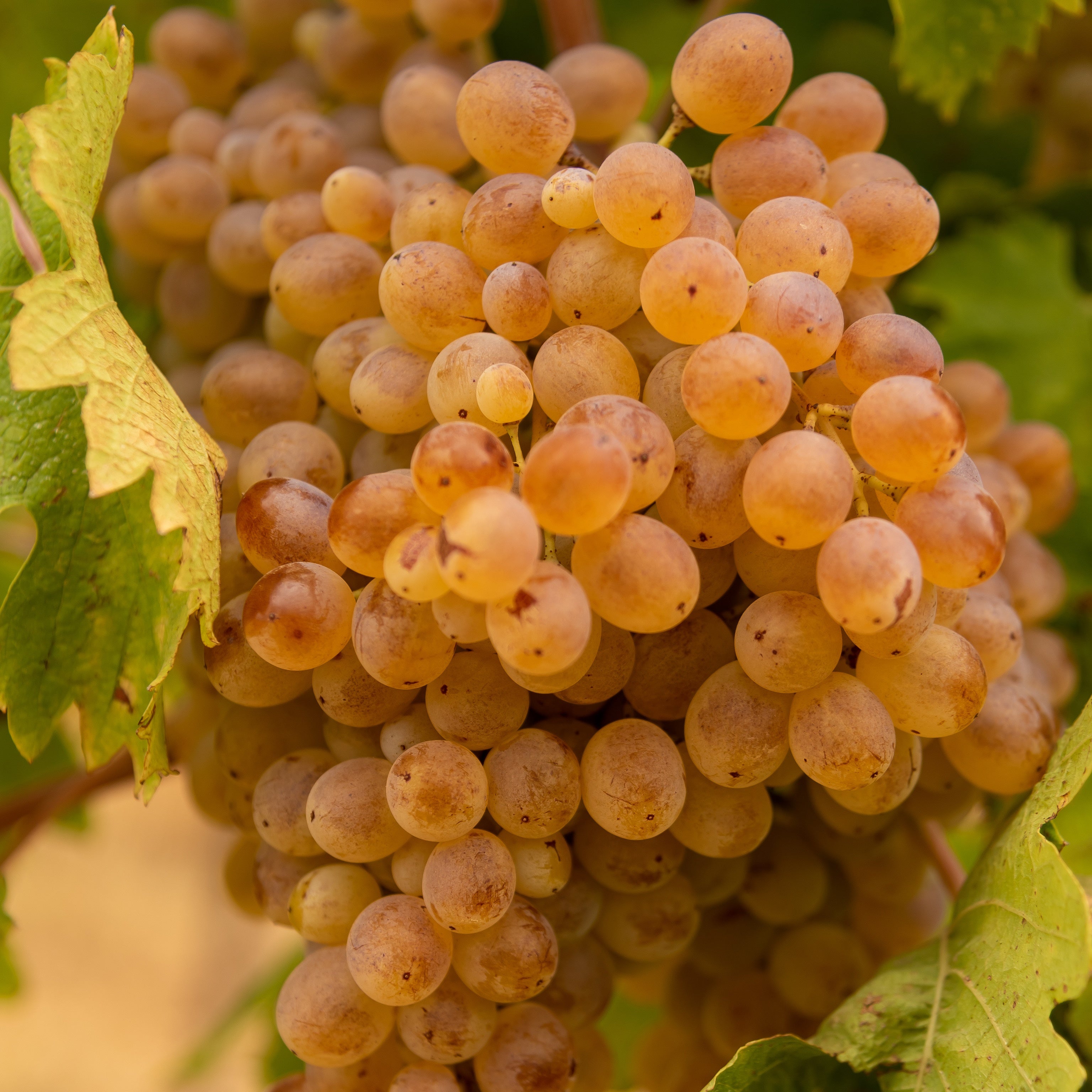 Pianta di vite in vaso (Barbatella Innestata in Vaso – 2 Anni di Età) - Greenshop