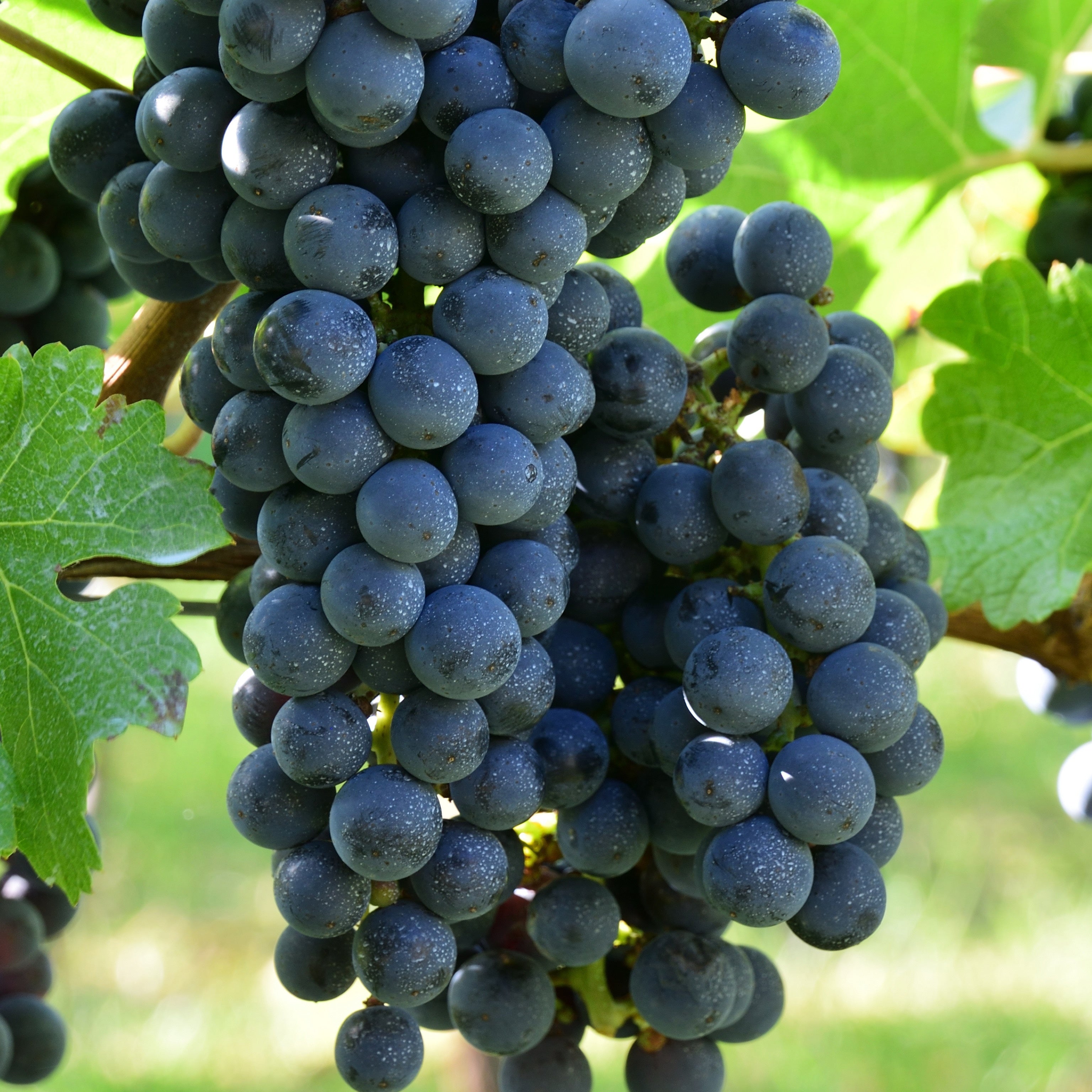 Pianta di vite in vaso (Barbatella Innestata in Vaso – 2 Anni di Età) - Greenshop