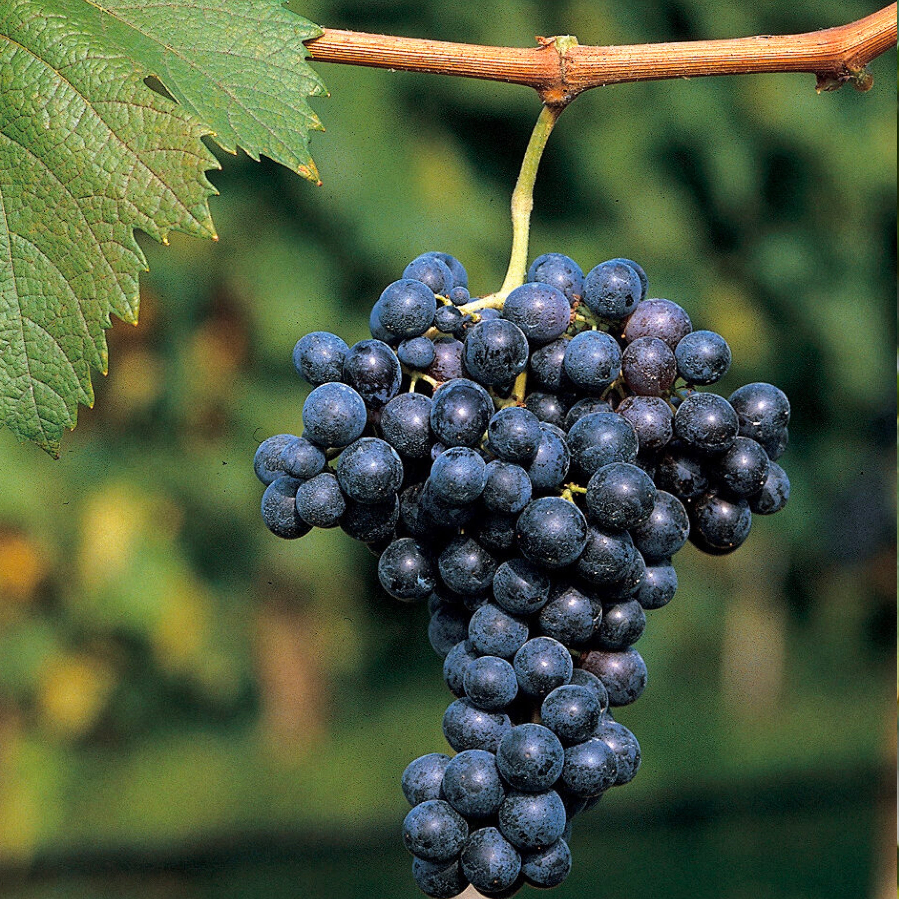 Pianta di vite in vaso (Barbatella Innestata in Vaso – 2 Anni di Età) - Greenshop