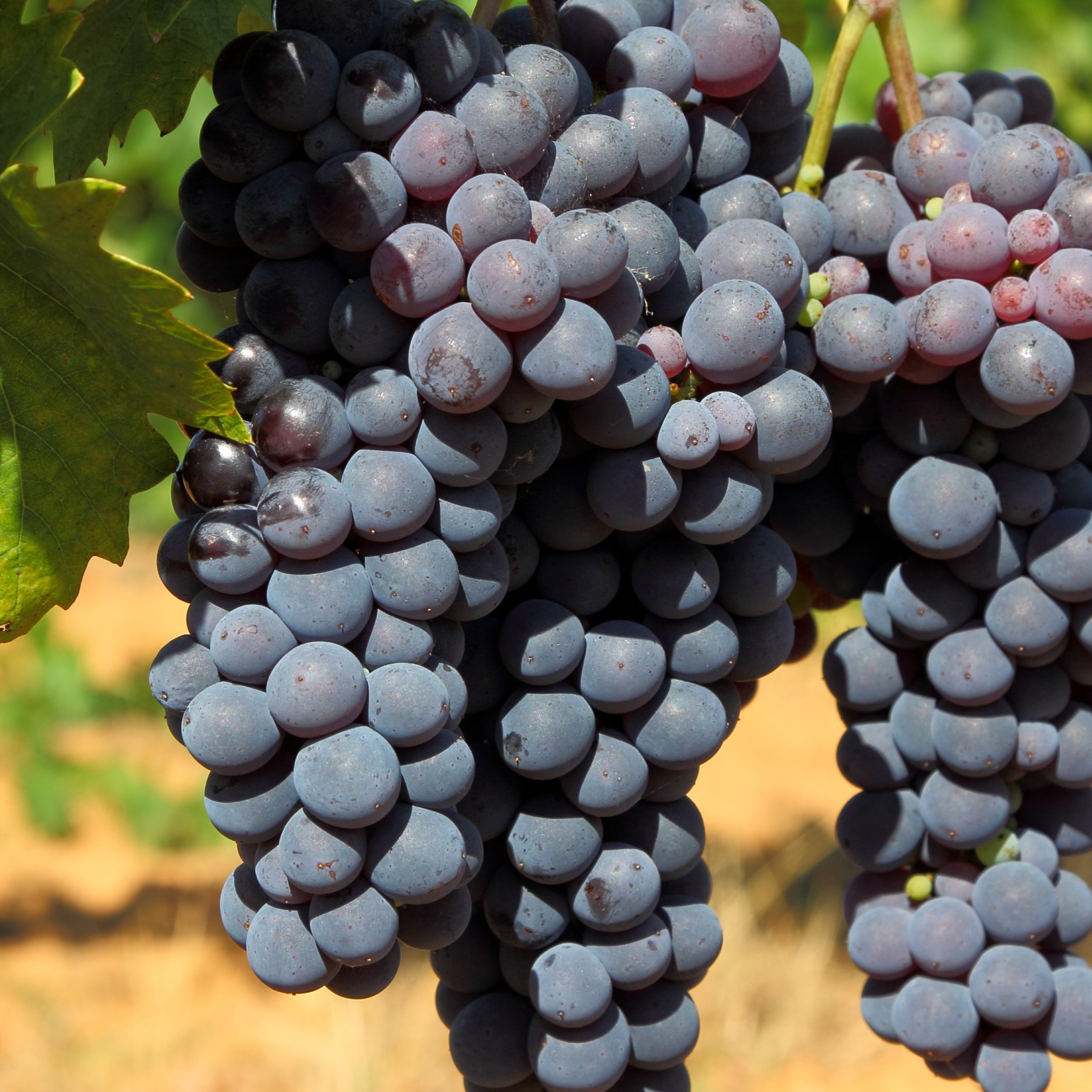 Pianta di vite in vaso (Barbatella Innestata in Vaso – 2 Anni di Età) - Greenshop