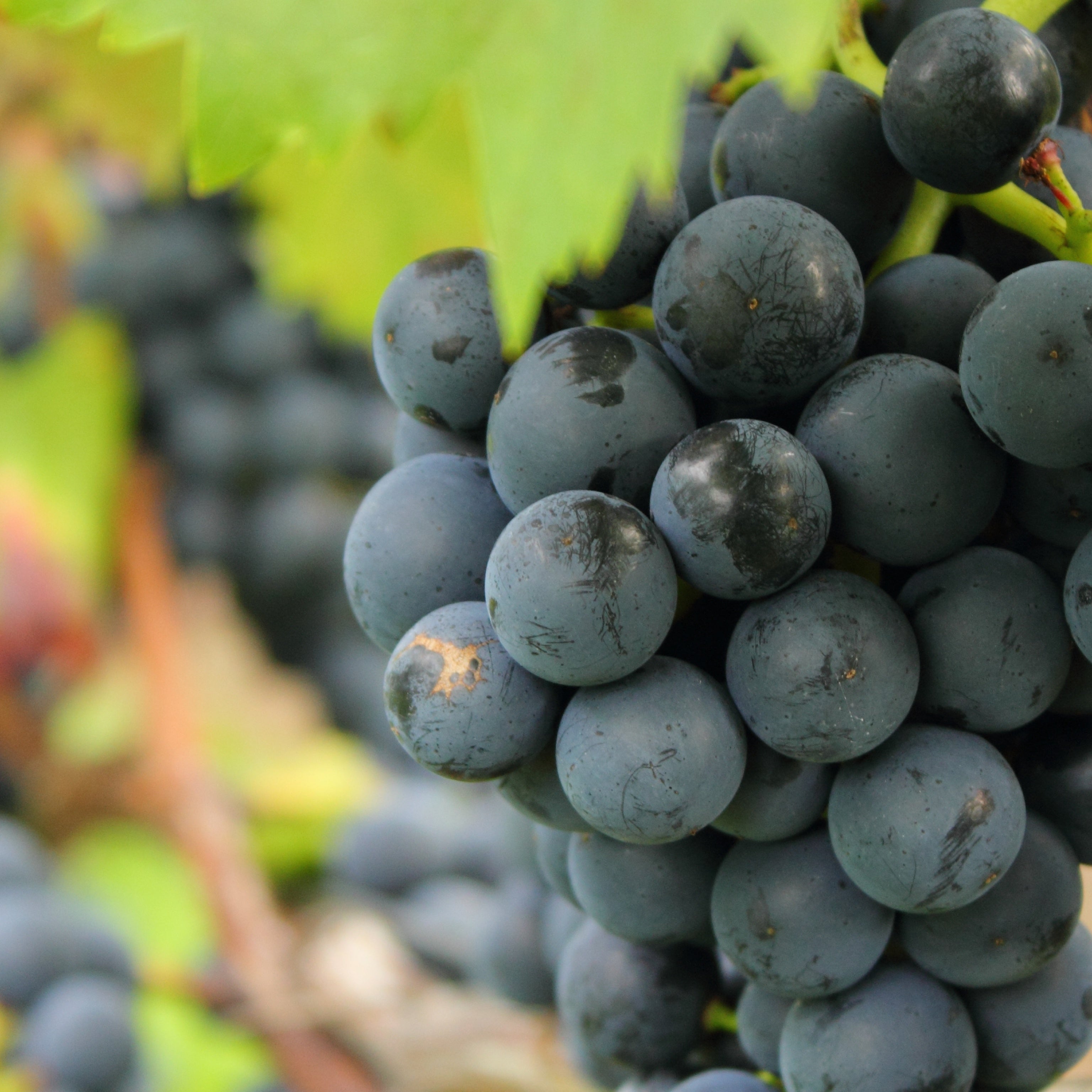 Pianta di vite in vaso (Barbatella Innestata in Vaso – 2 Anni di Età) - Greenshop