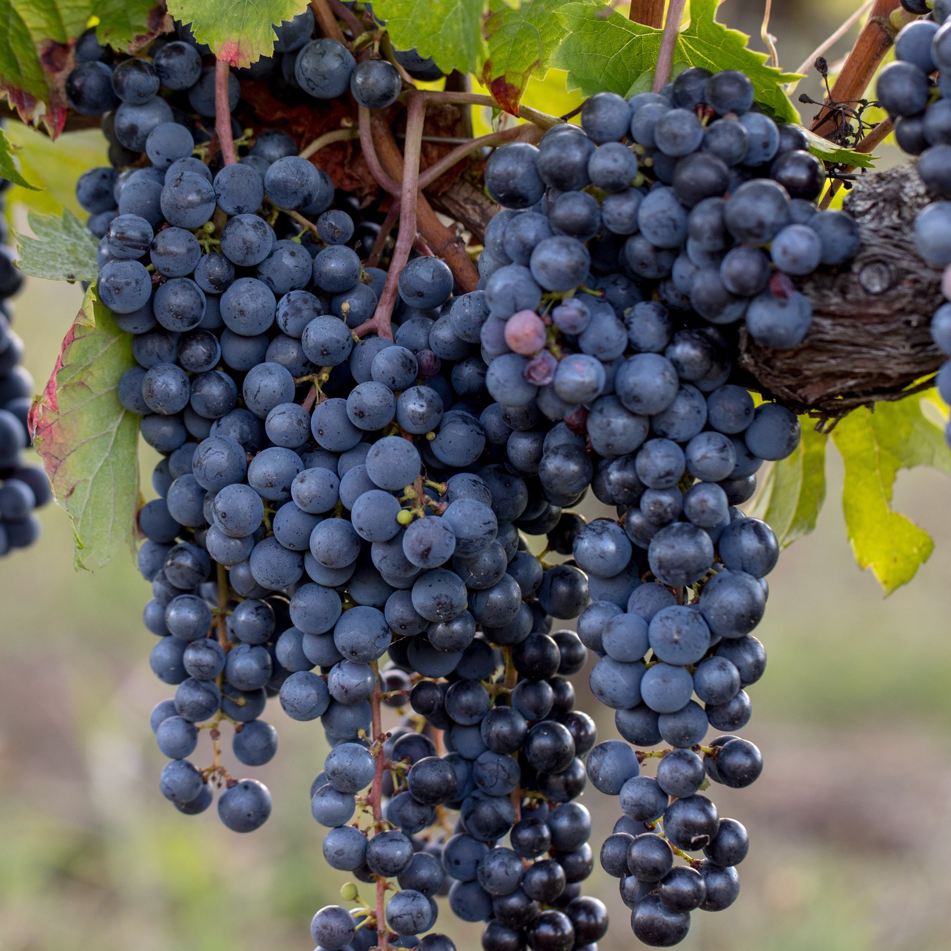 Pianta di vite in vaso (Barbatella Innestata in Vaso – 2 Anni di Età) - Greenshop
