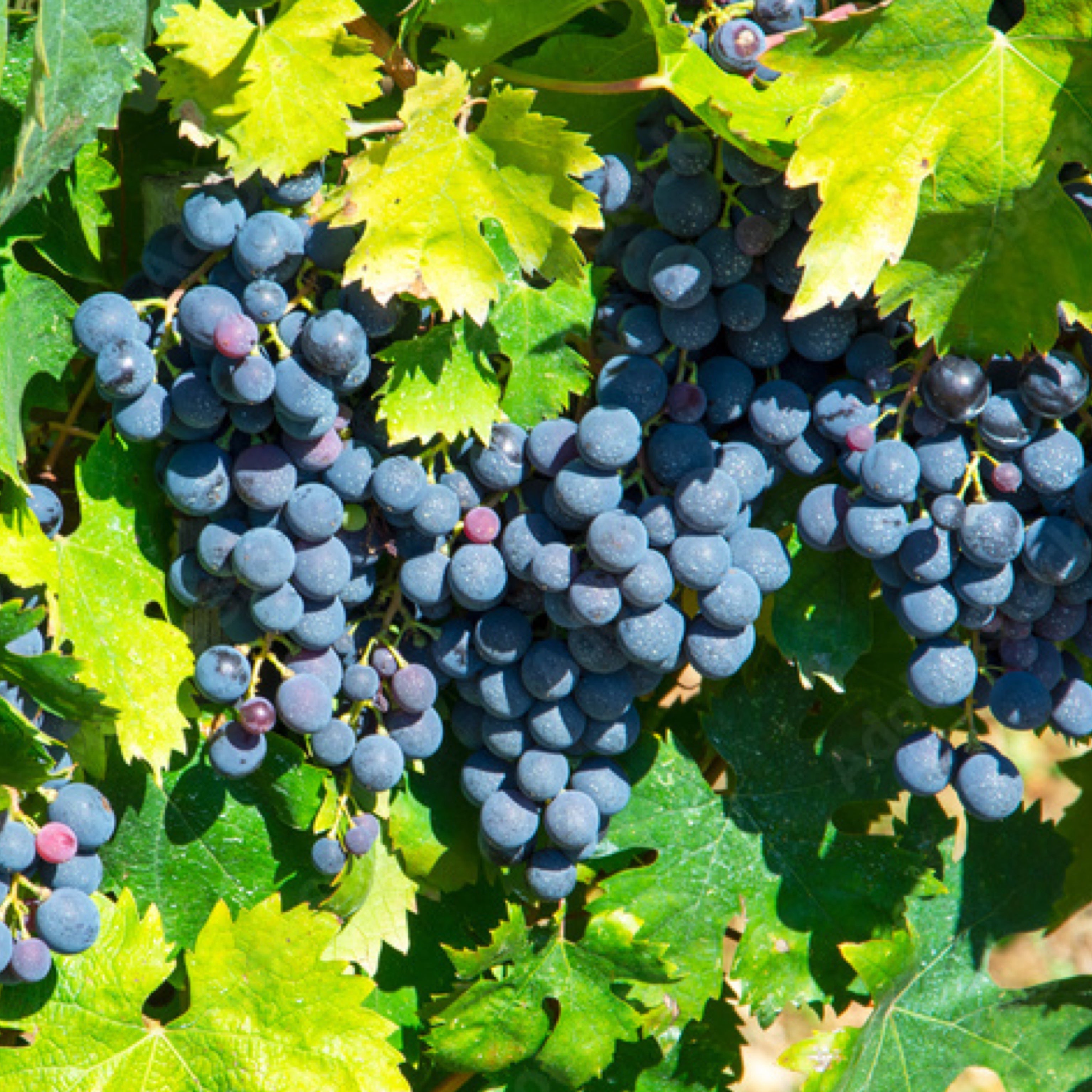 Pianta di vite in vaso (Barbatella Innestata in Vaso – 2 Anni di Età) - Greenshop