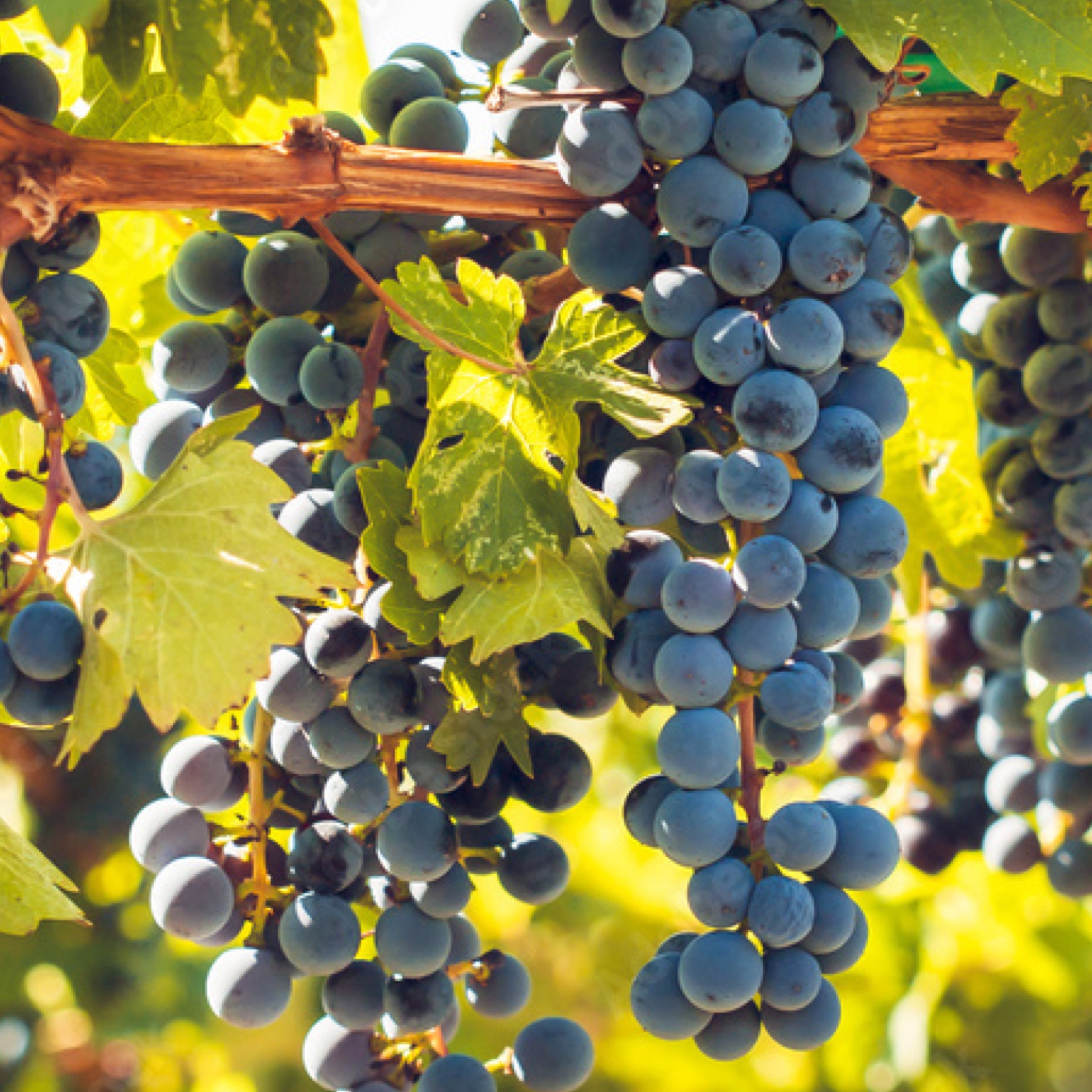 Pianta di vite in vaso (Barbatella Innestata in Vaso – 2 Anni di Età) - Greenshop