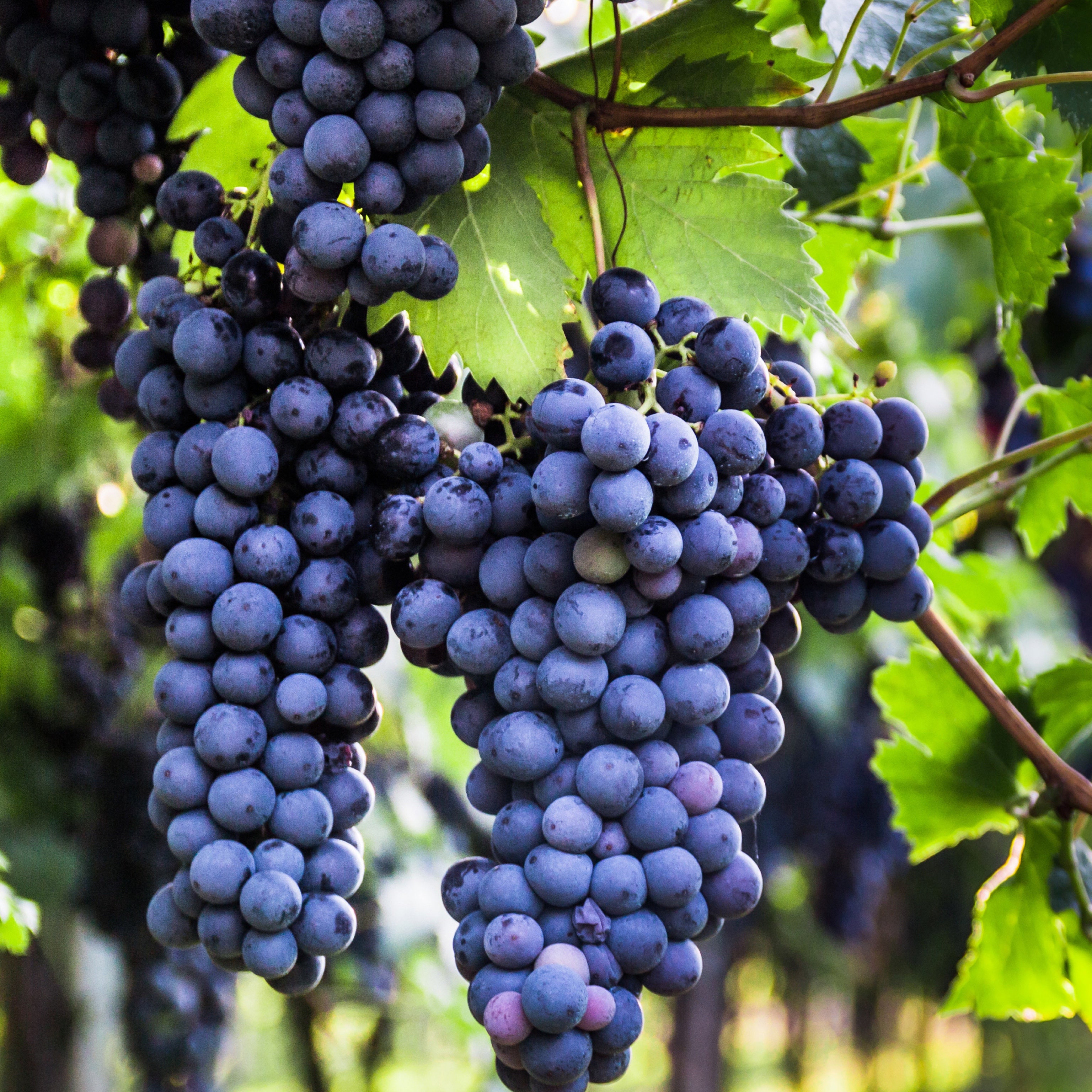 Pianta di vite in vaso (Barbatella Innestata in Vaso – 2 Anni di Età) - Greenshop