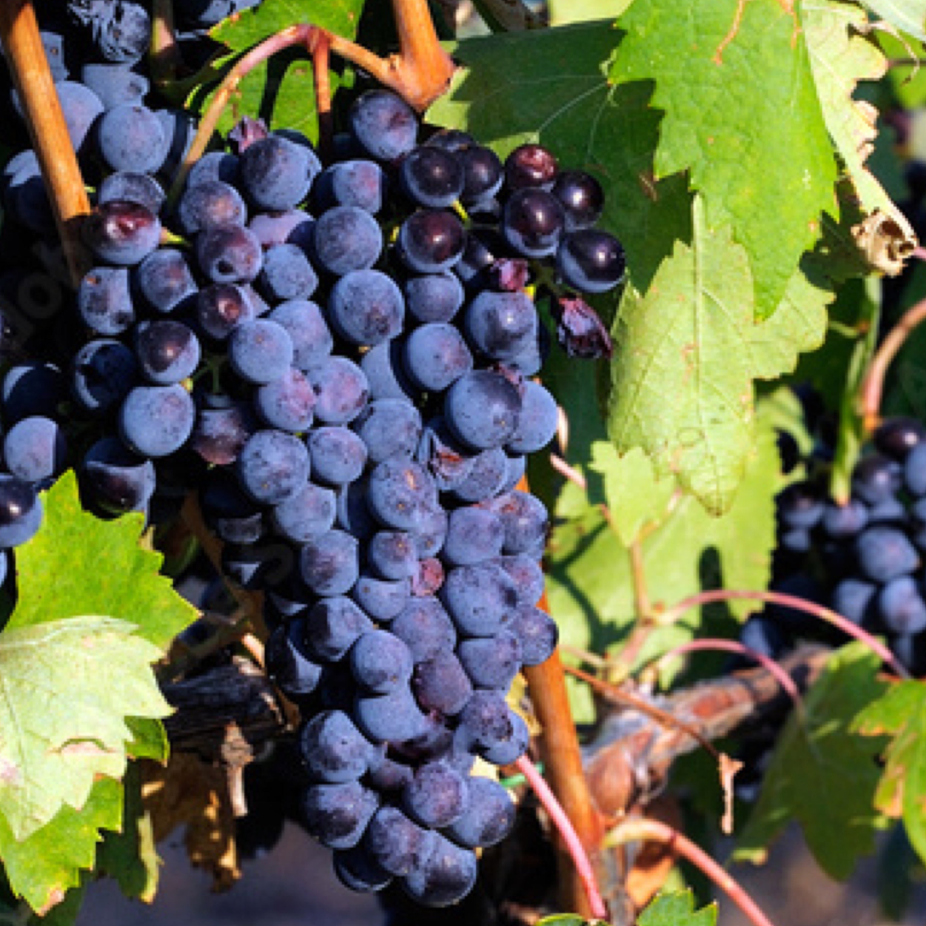 Pianta di vite in vaso (Barbatella Innestata in Vaso – 2 Anni di Età) - Greenshop