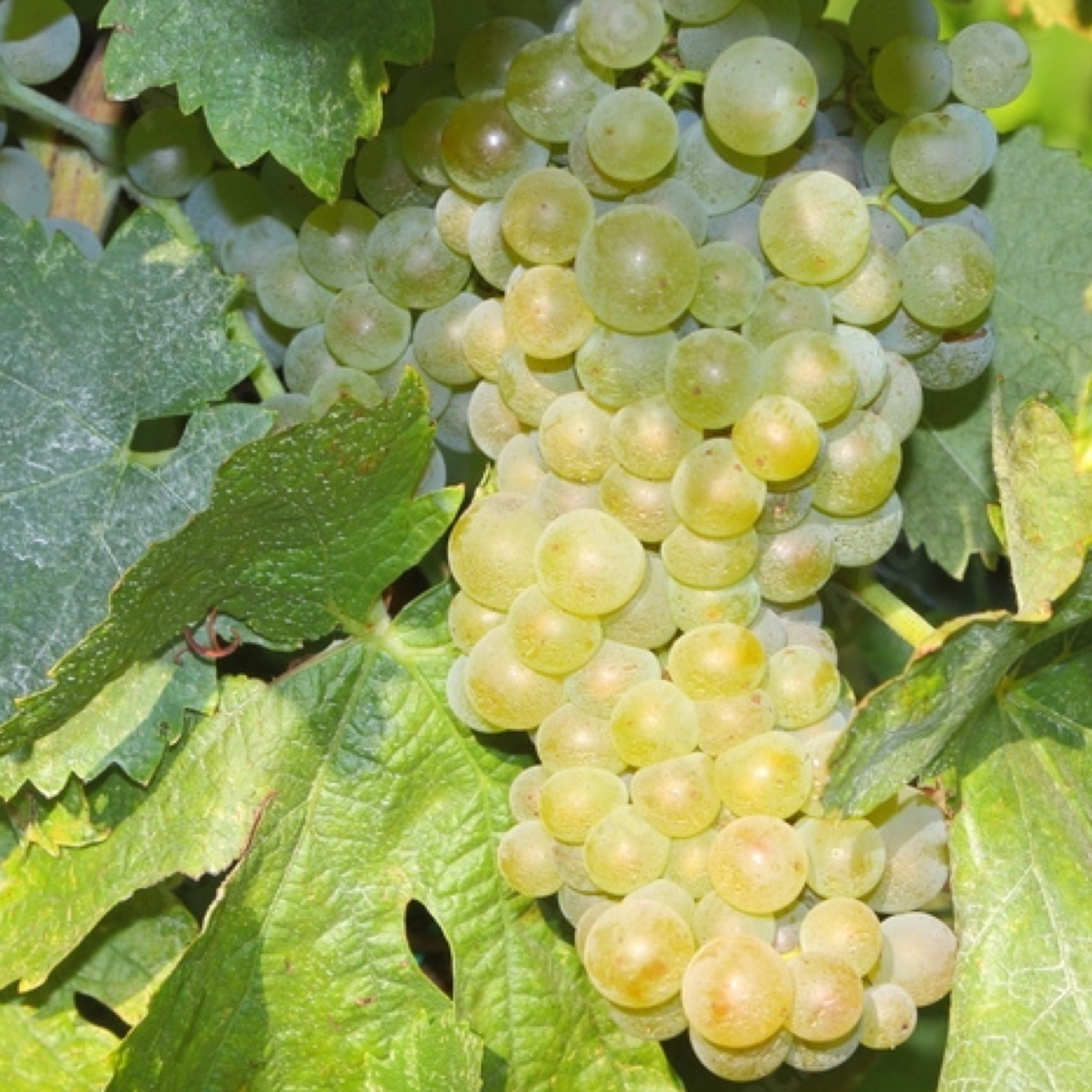 Pianta di vite in vaso (Barbatella Innestata in Vaso – 2 Anni di Età) - Greenshop