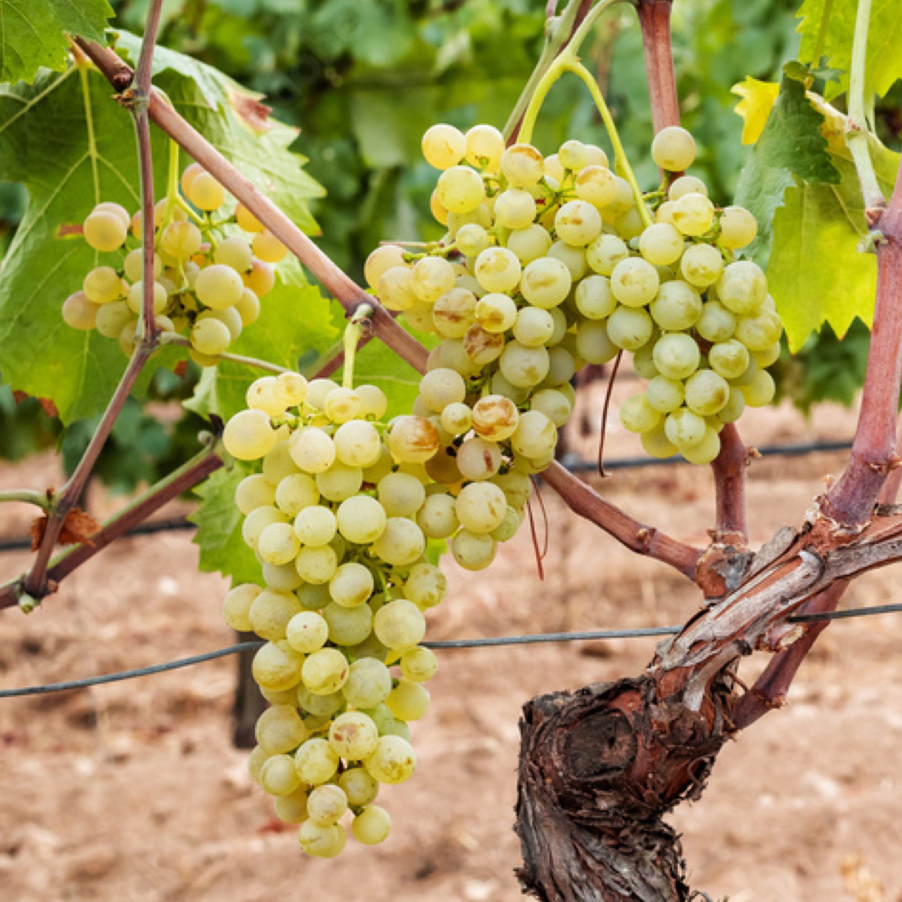 Pianta di vite in vaso (Barbatella Innestata in Vaso – 2 Anni di Età) - Greenshop