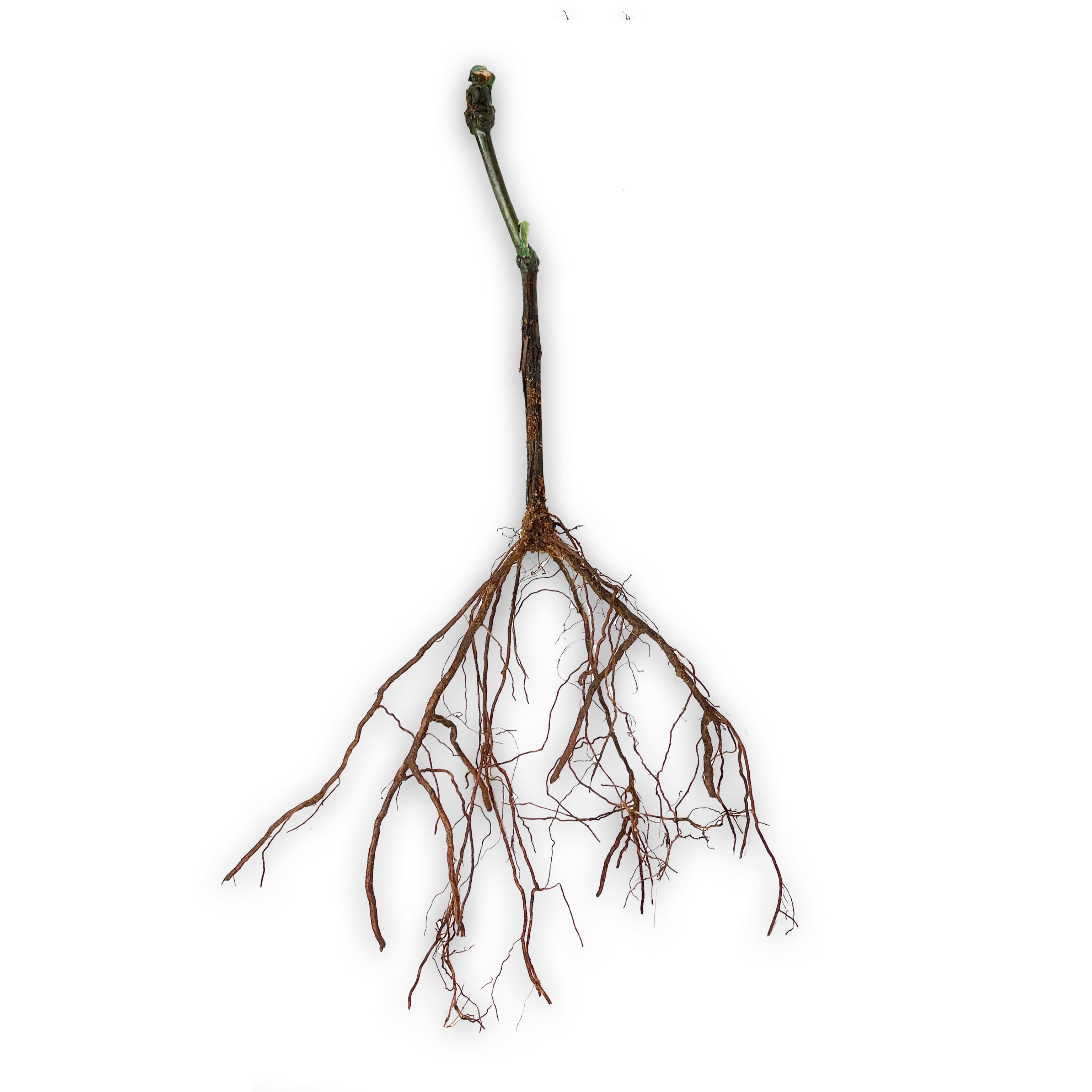 Barbatelle innestate - Greenshop