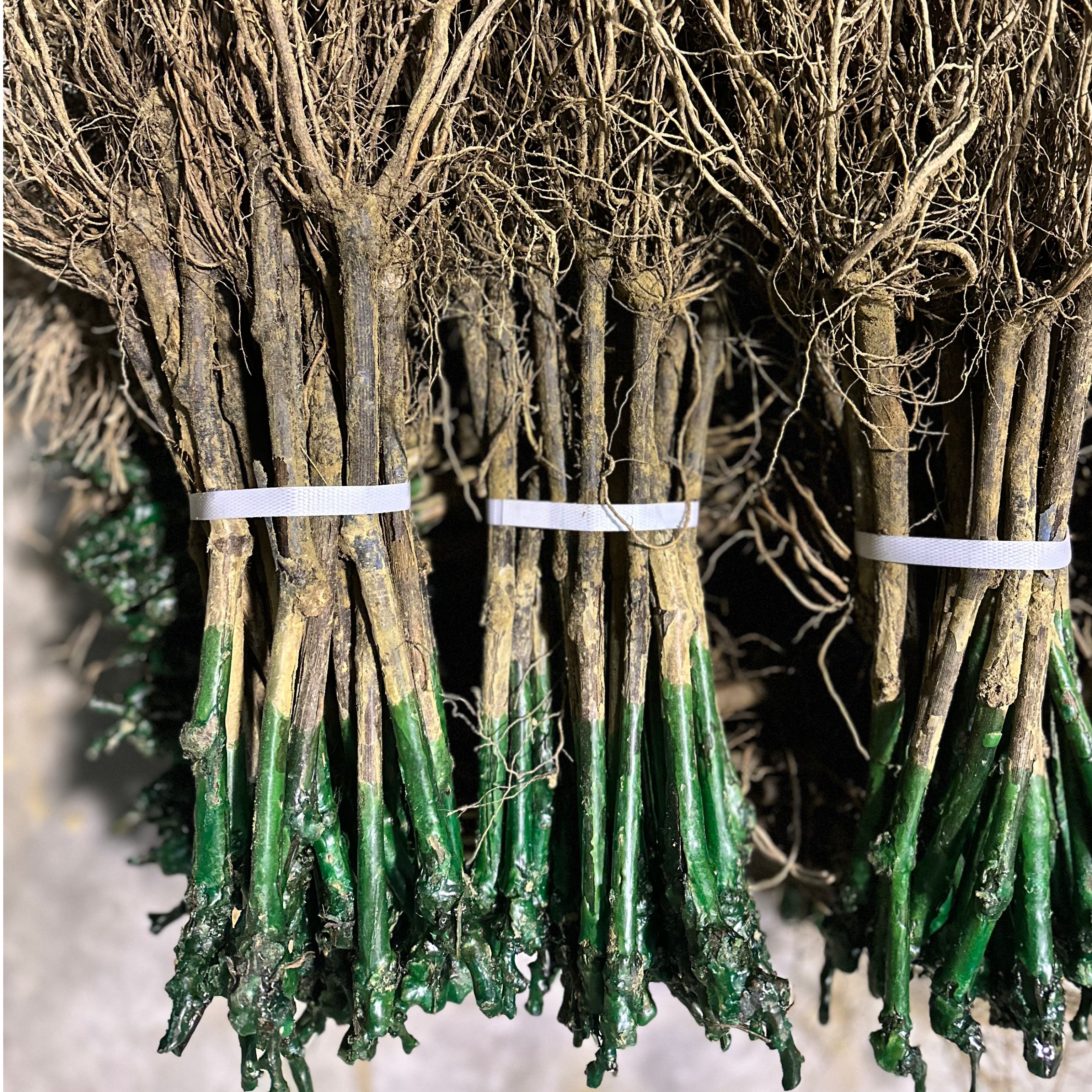 Barbatelle innestate 25 pezzi - Greenshop