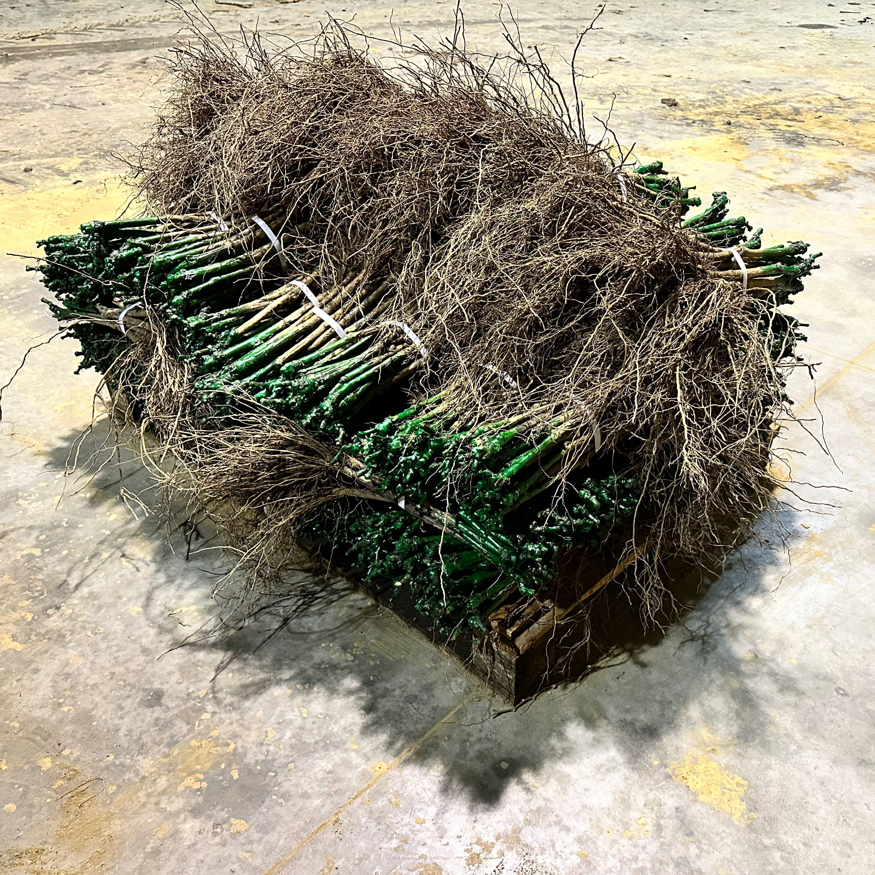 Barbatelle innestate 25 pezzi - Greenshop