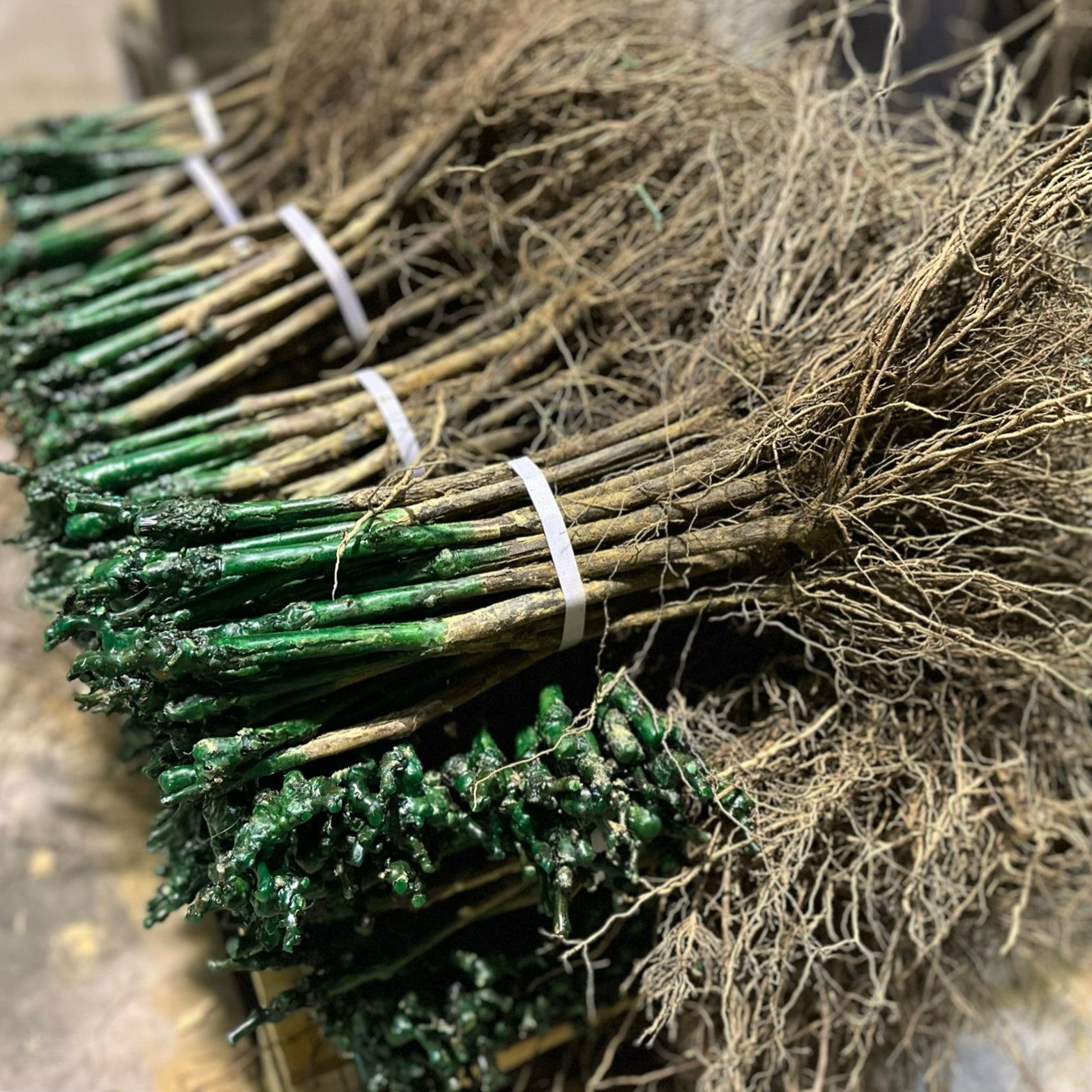 Barbatelle innestate 25 pezzi - Greenshop