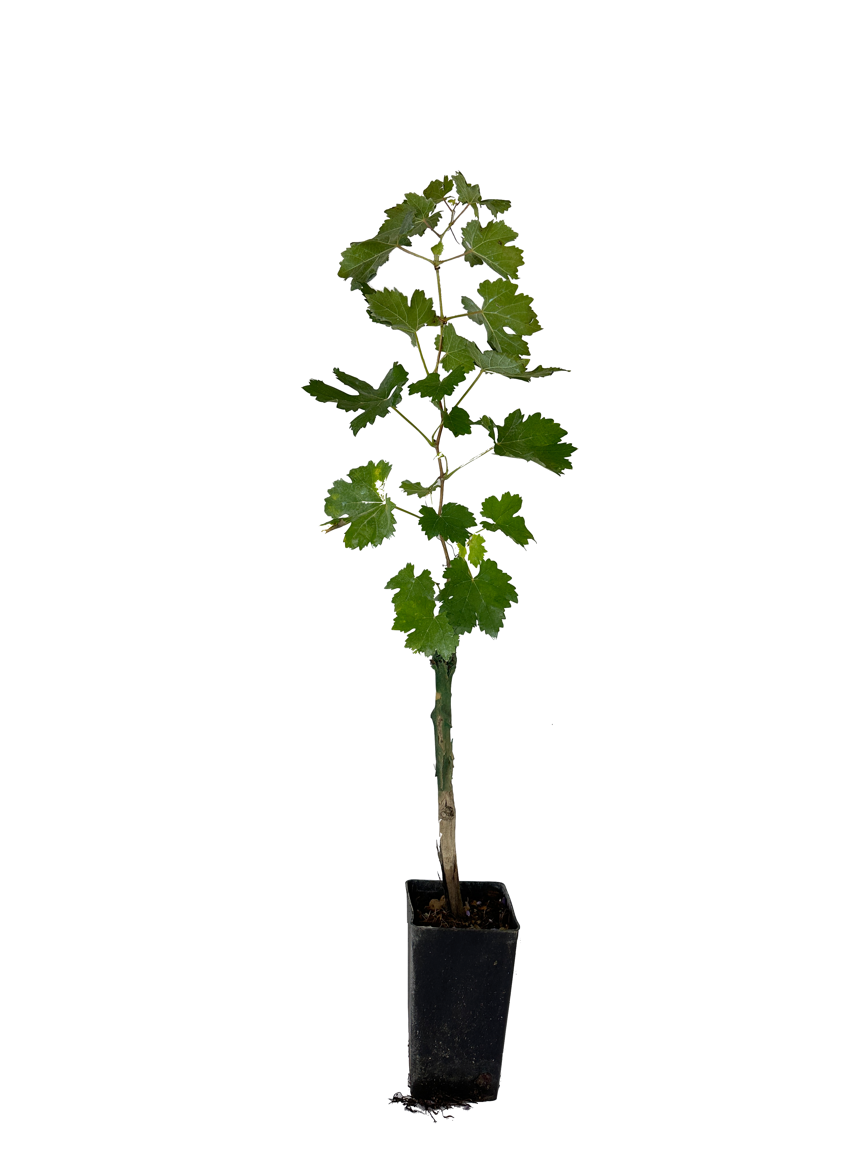 Pianta di vite in vaso (Barbatella Innestata in Vaso – 2 Anni di Età) - Greenshop