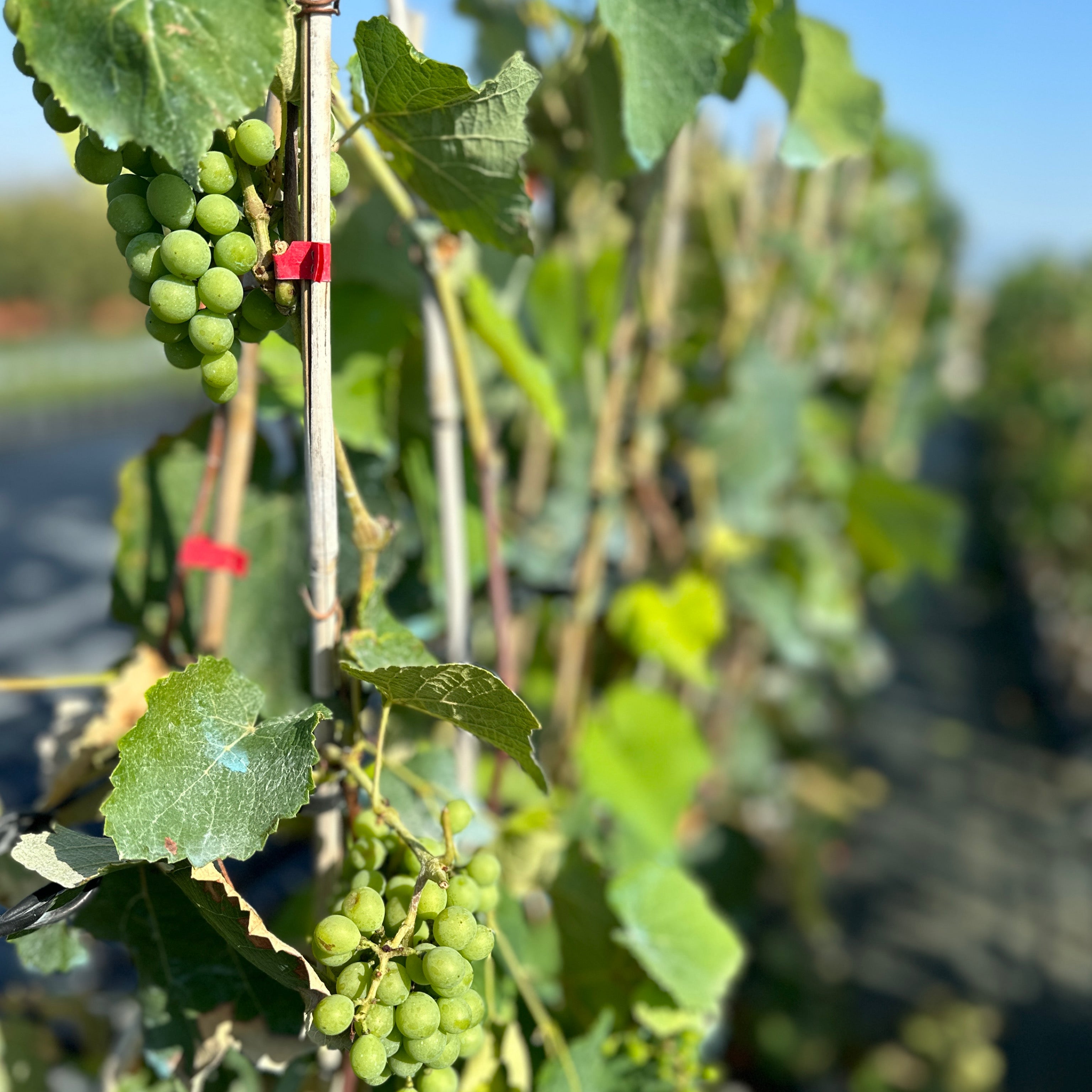 Pianta di vite in vaso (Barbatella innestata di 2 anni - altezza 150cm) - Greenshop