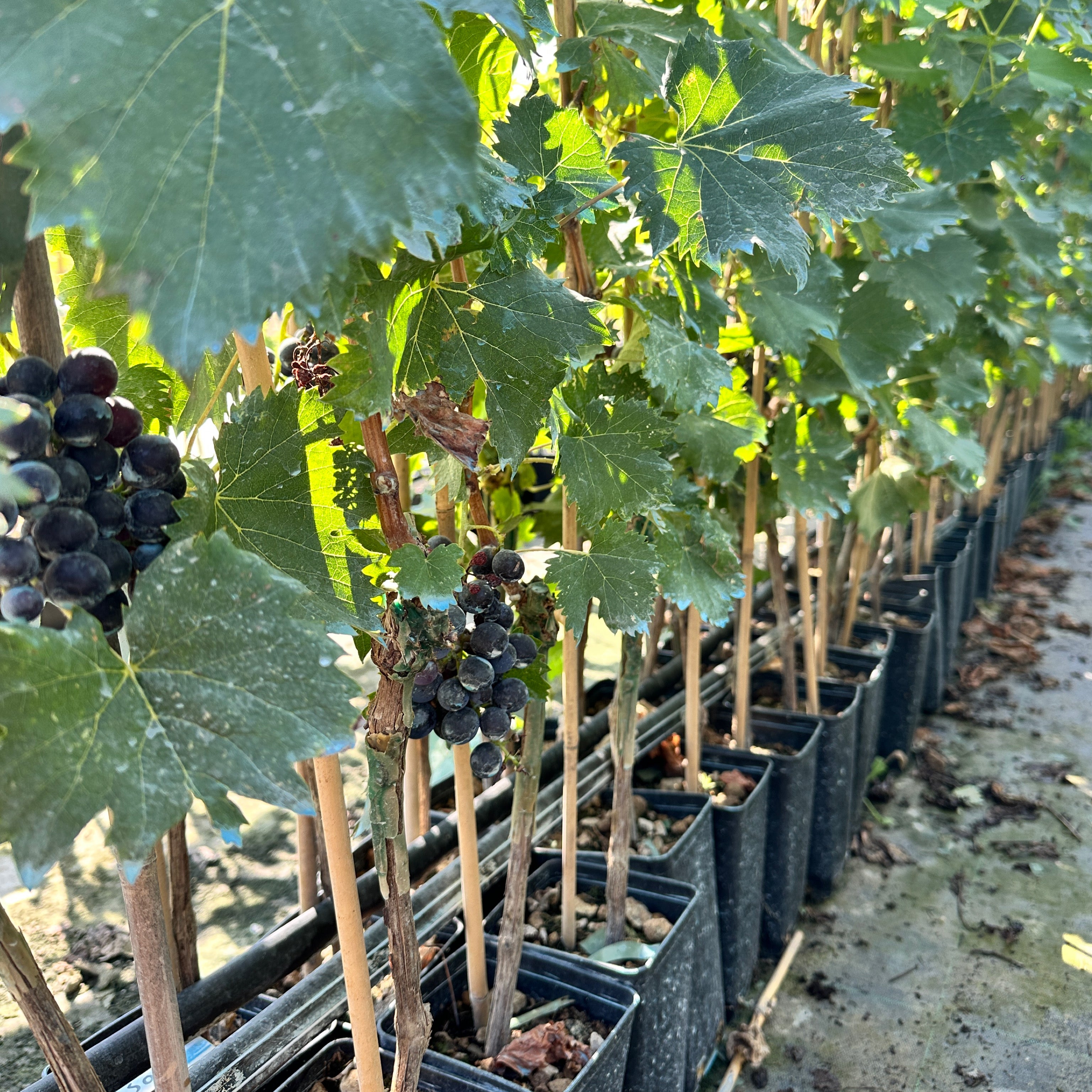 Pianta di vite in vaso (Barbatella innestata di 2 anni - altezza 150cm) - Greenshop