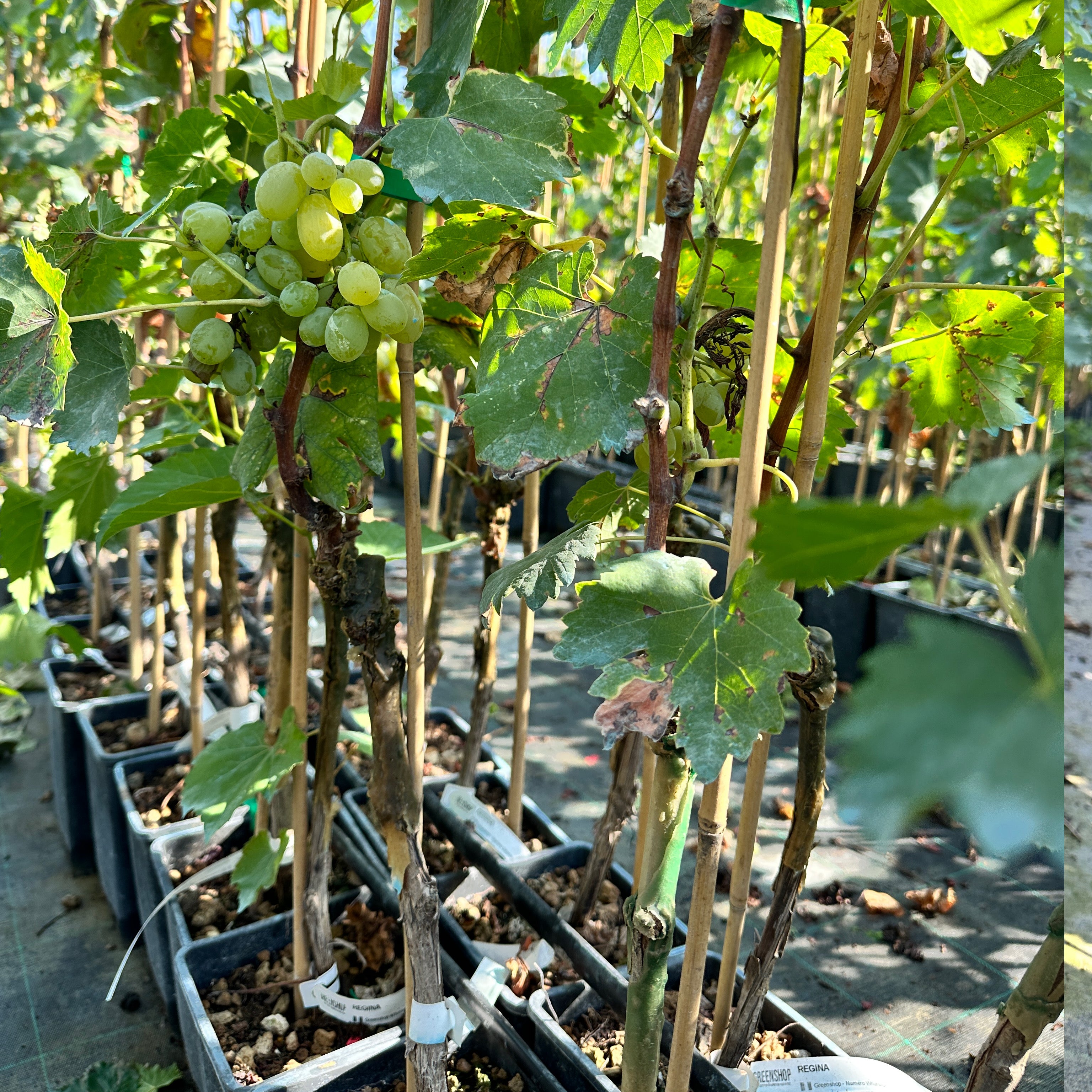 Pianta di vite in vaso (Barbatella innestata di 2 anni - altezza 150cm) - Greenshop