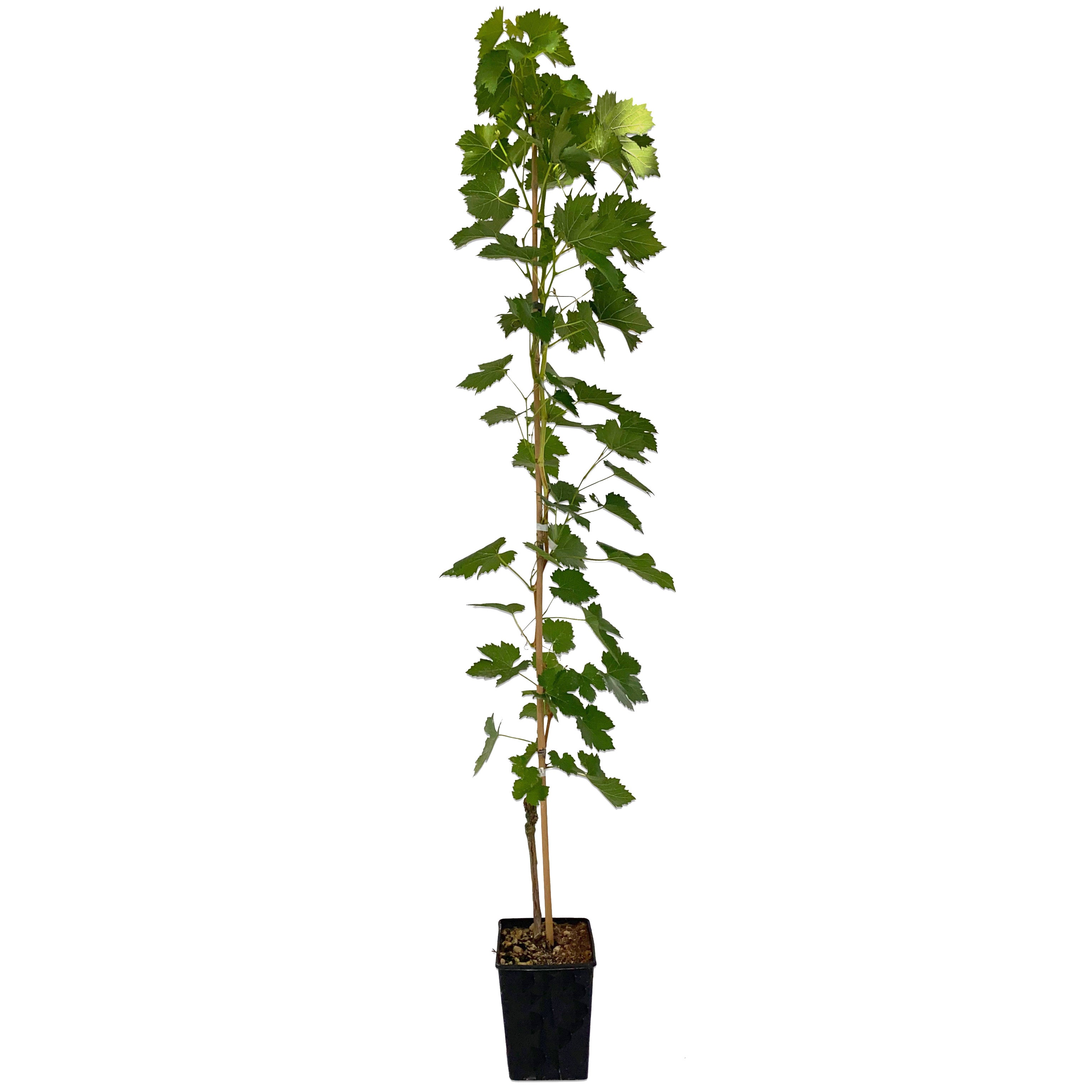 Pianta di vite in vaso (Barbatella innestata di 2 anni - altezza 150cm) - Greenshop