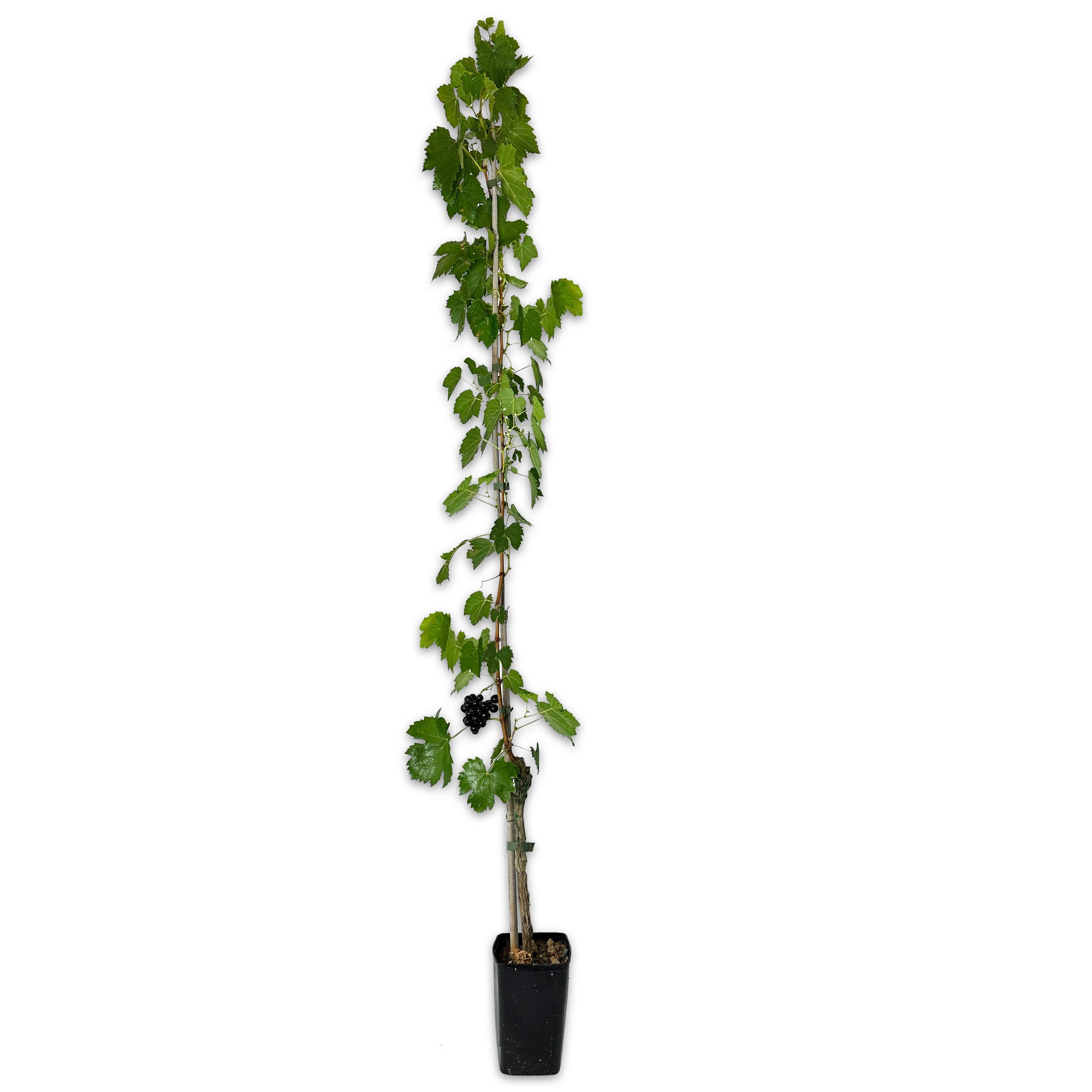 Pianta di vite in vaso (Barbatella innestata di 2 anni - altezza 150cm) - Greenshop