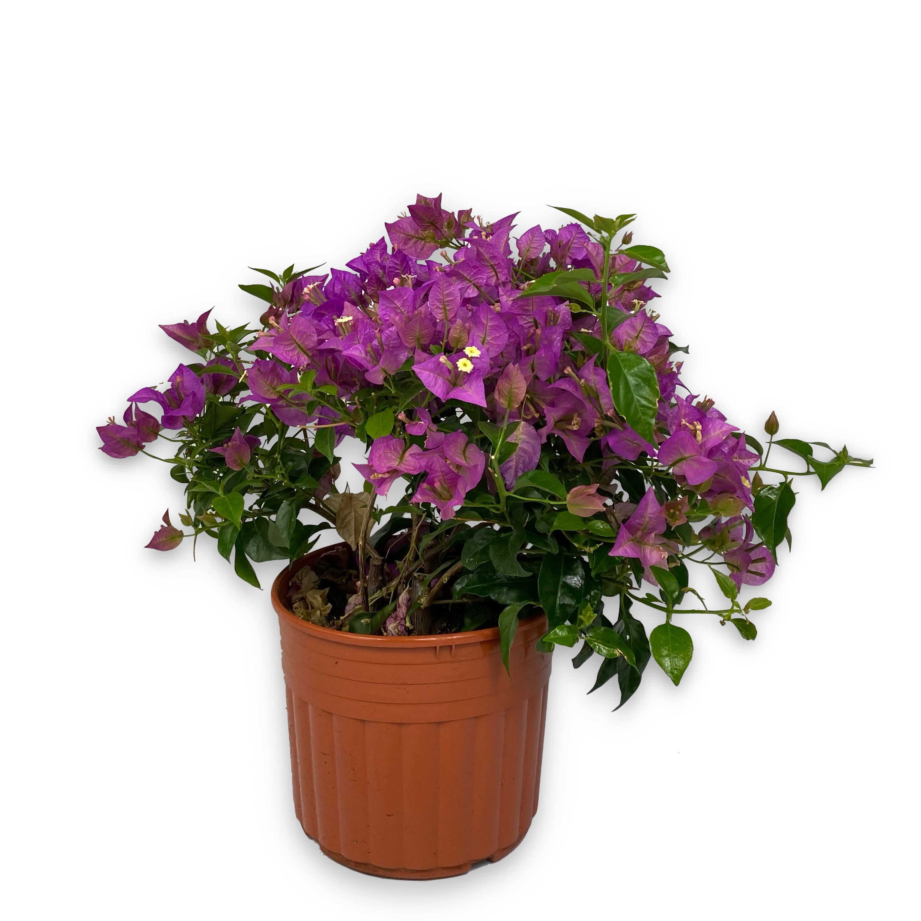 Bouganville (Vaso 18cm) - Greenshop