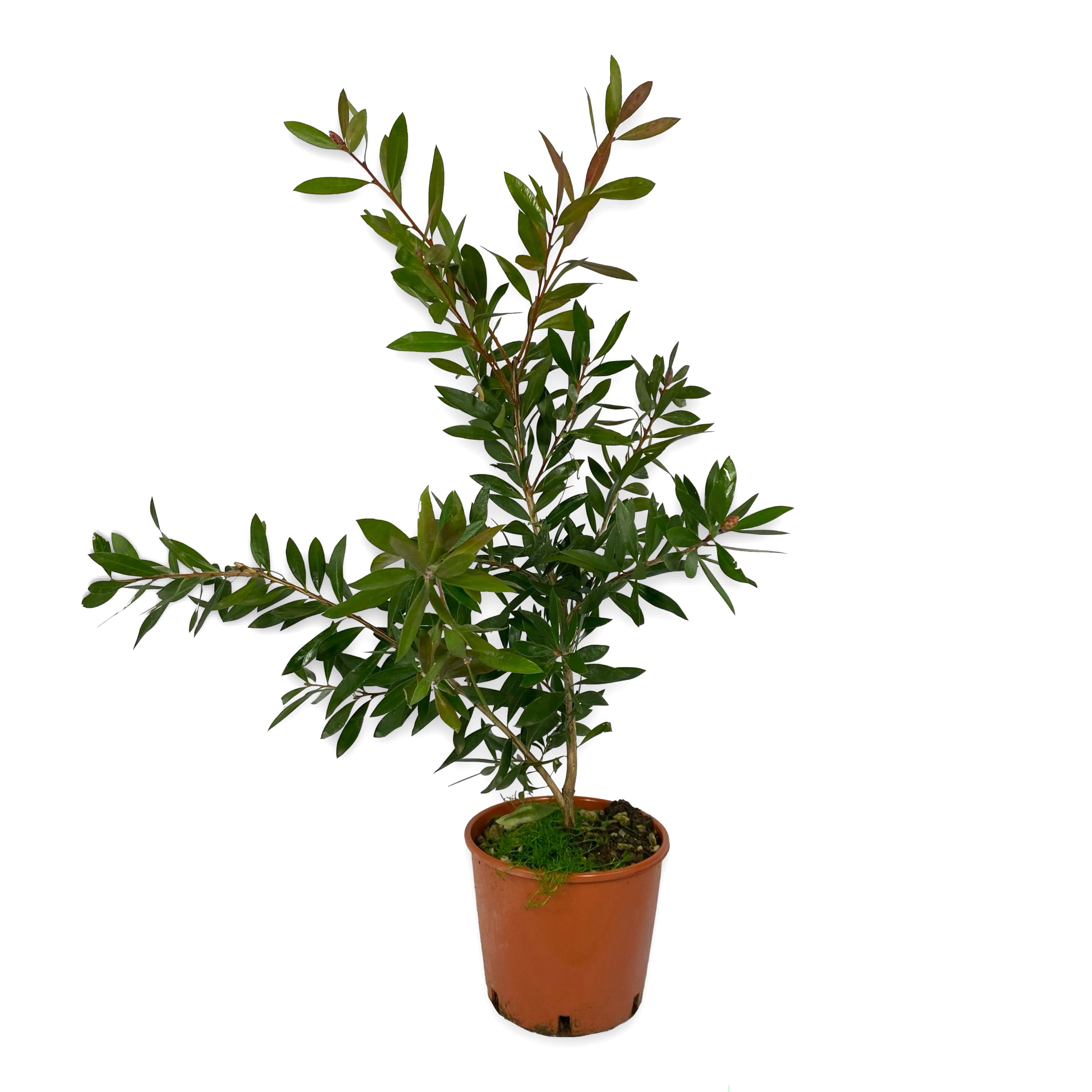 Callistemon leavis (Vaso 18cm) - Greenshop