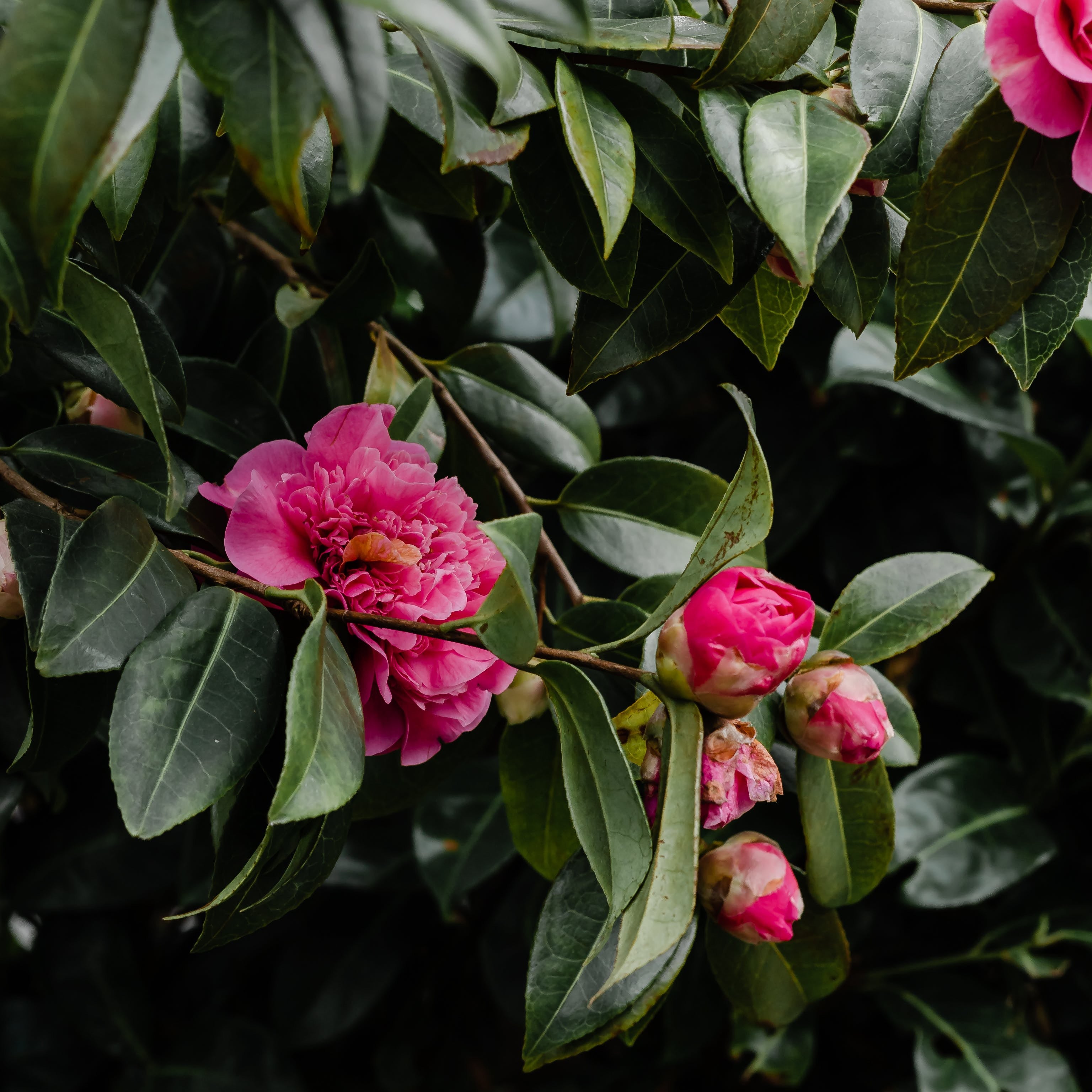 Camelia japonica (Vaso ⌀ 18cm) - Greenshop