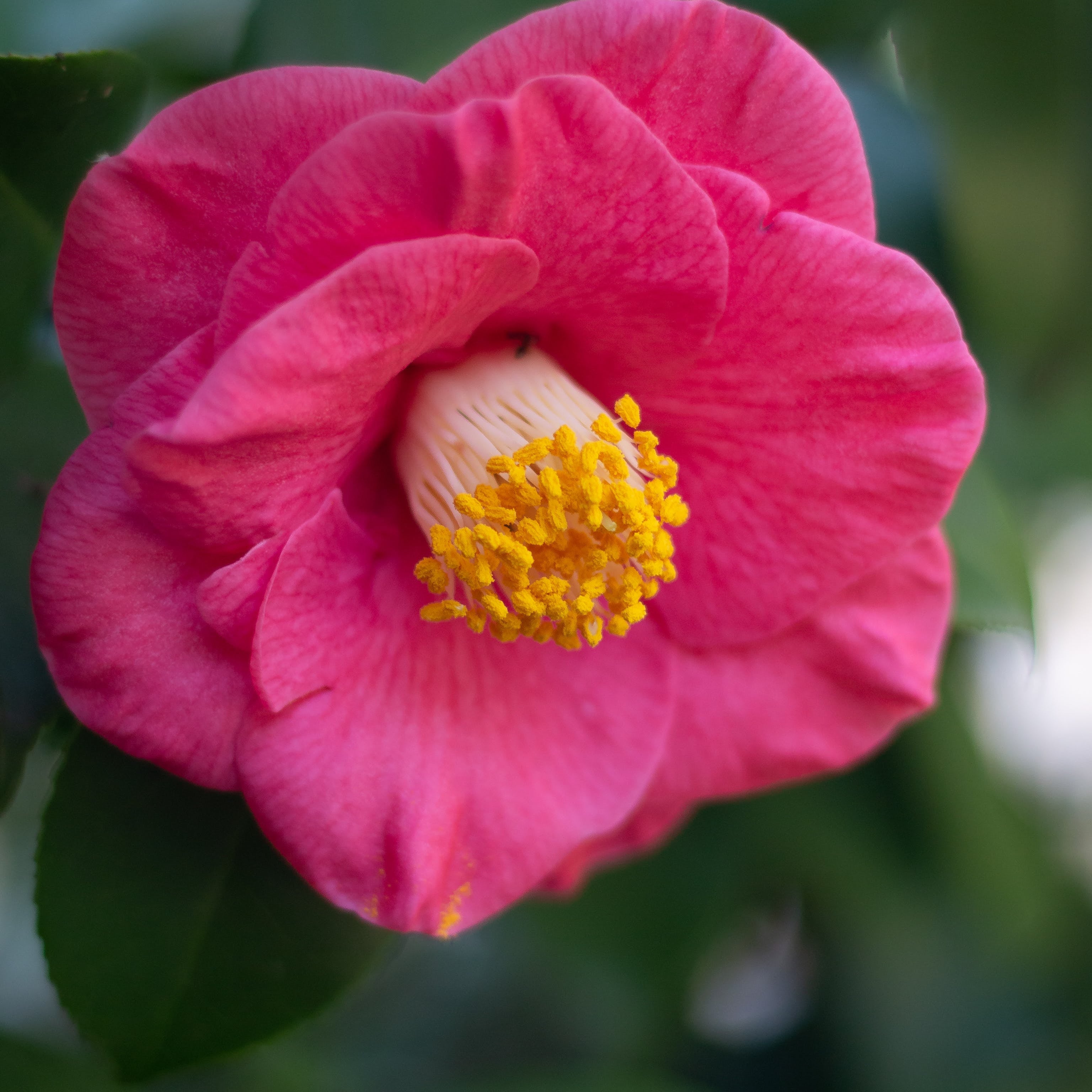 Camelia Sasanqua (Vaso ⌀ 18cm) - Greenshop