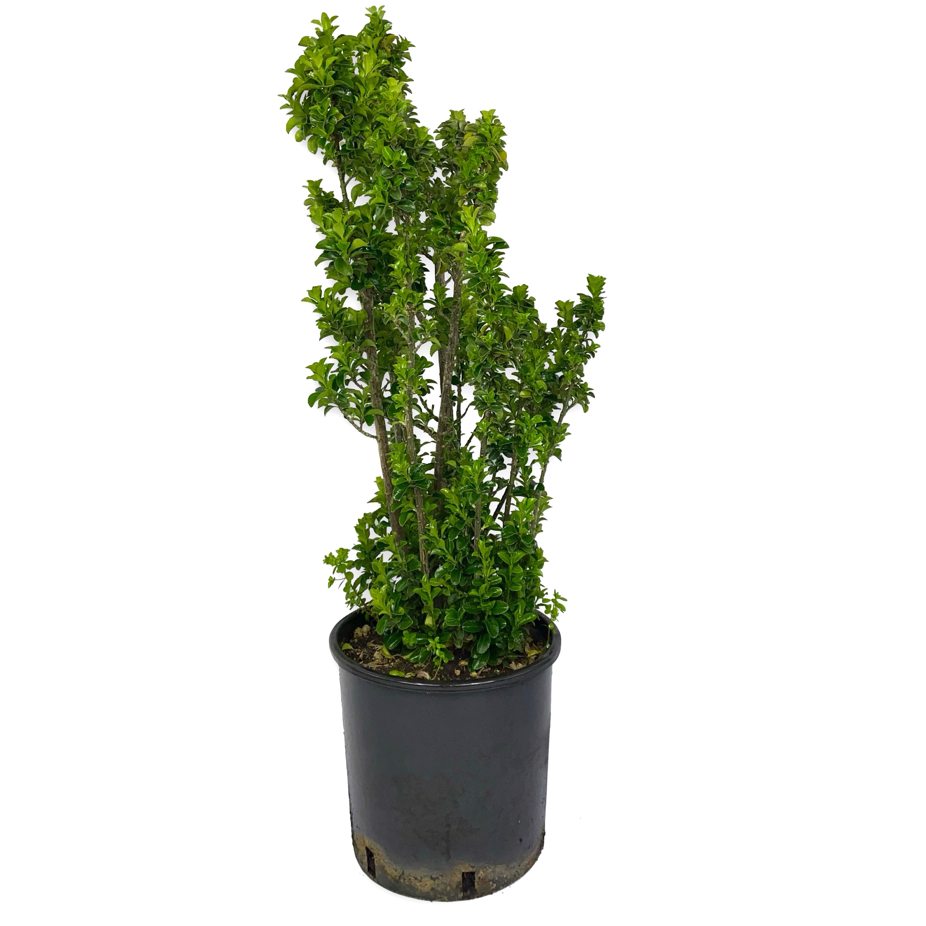 Eunonymus benkomasake (Vaso 18cm) - Greenshop