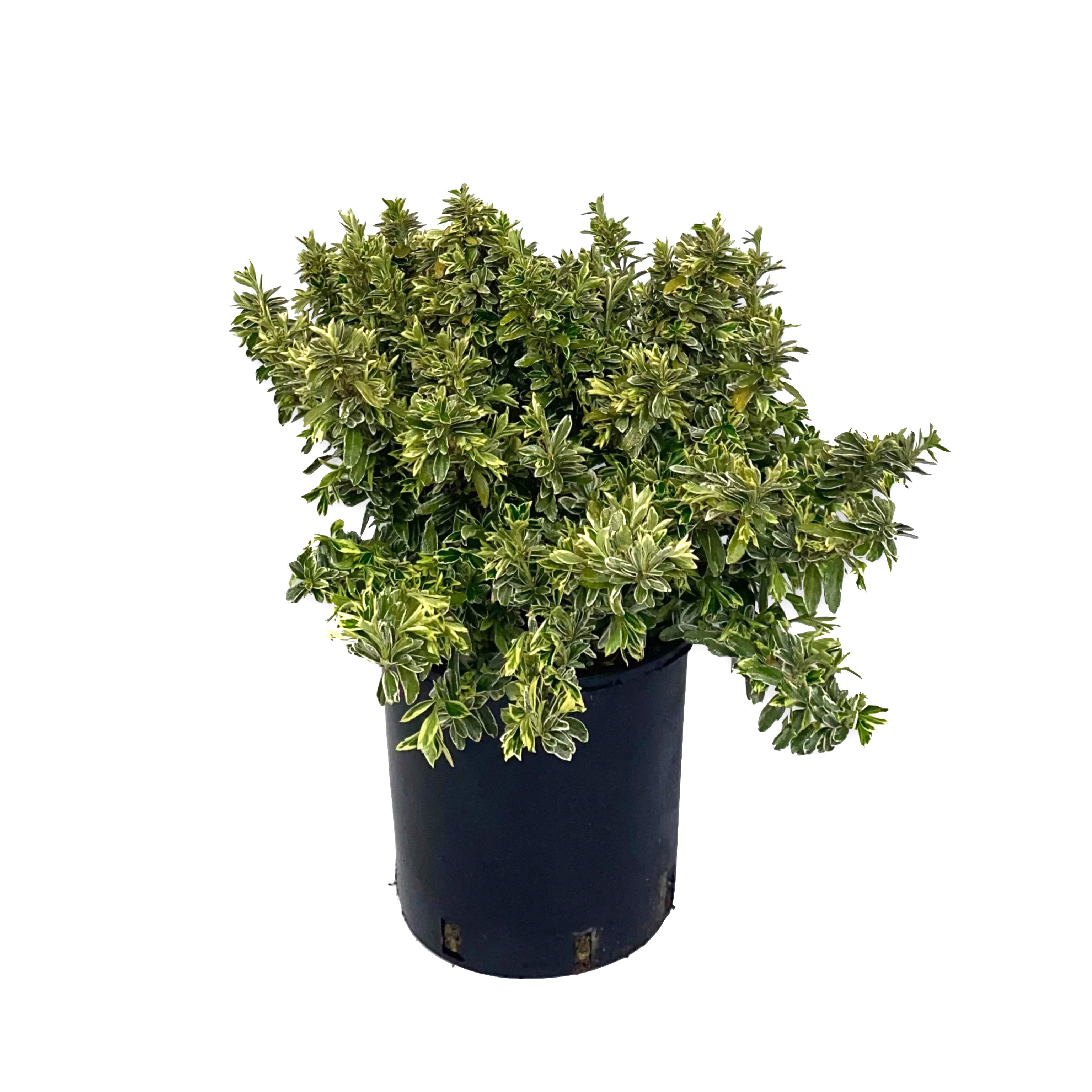 Euonymus pulchellus (Vaso 18cm) - Greenshop
