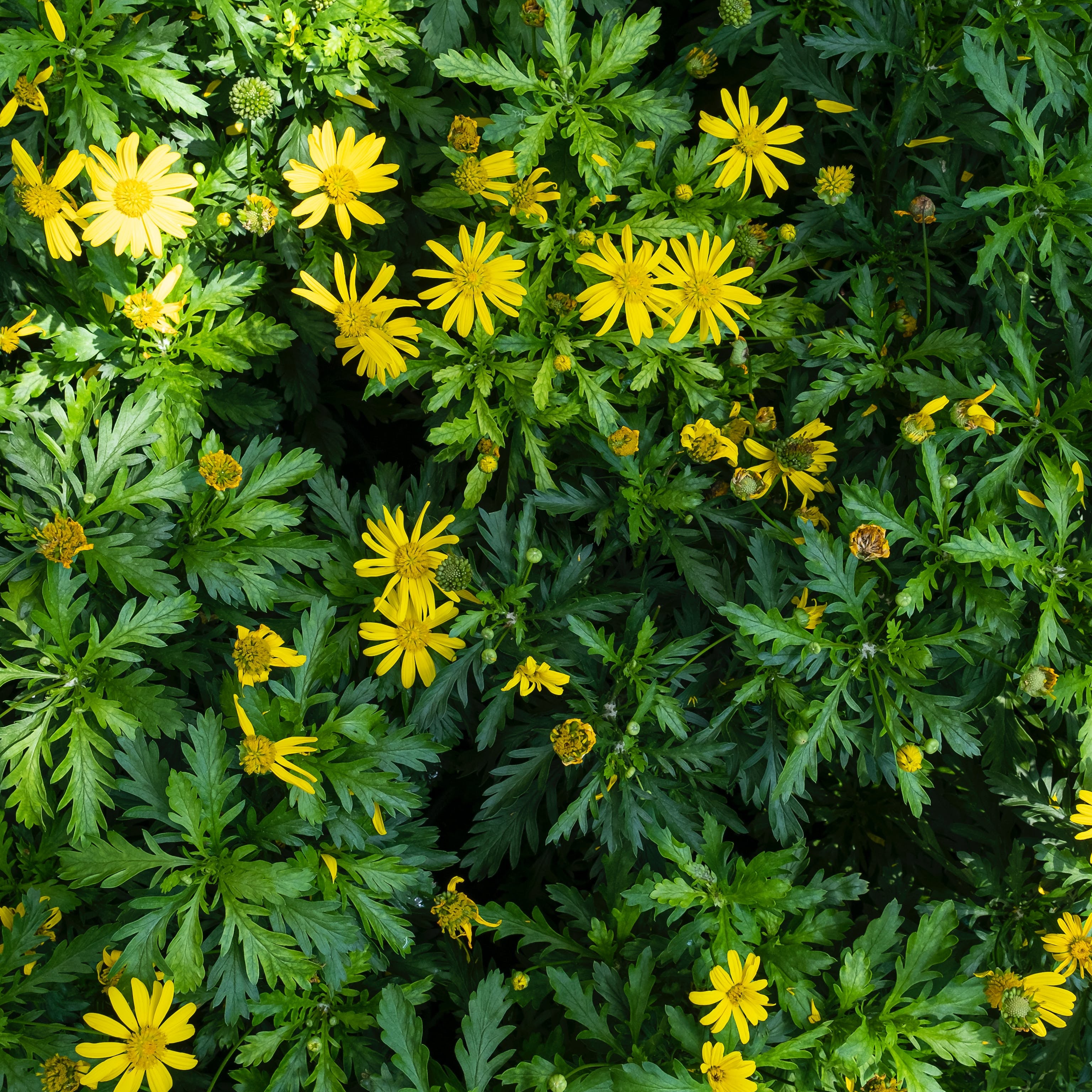 Euryops (Vaso ⌀ 18cm) - Greenshop