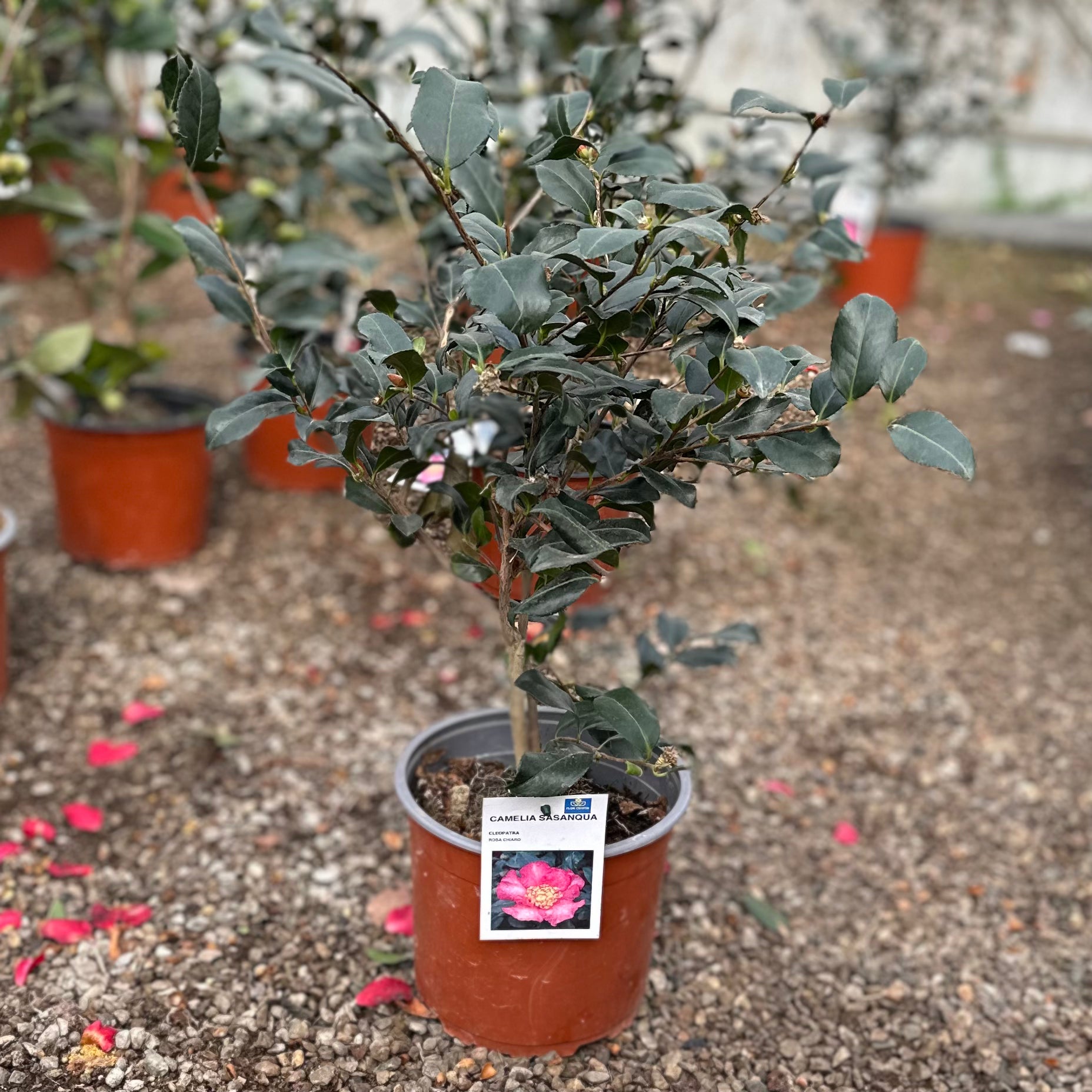 Camelia Sasanqua (Vaso ⌀ 18cm) - Greenshop