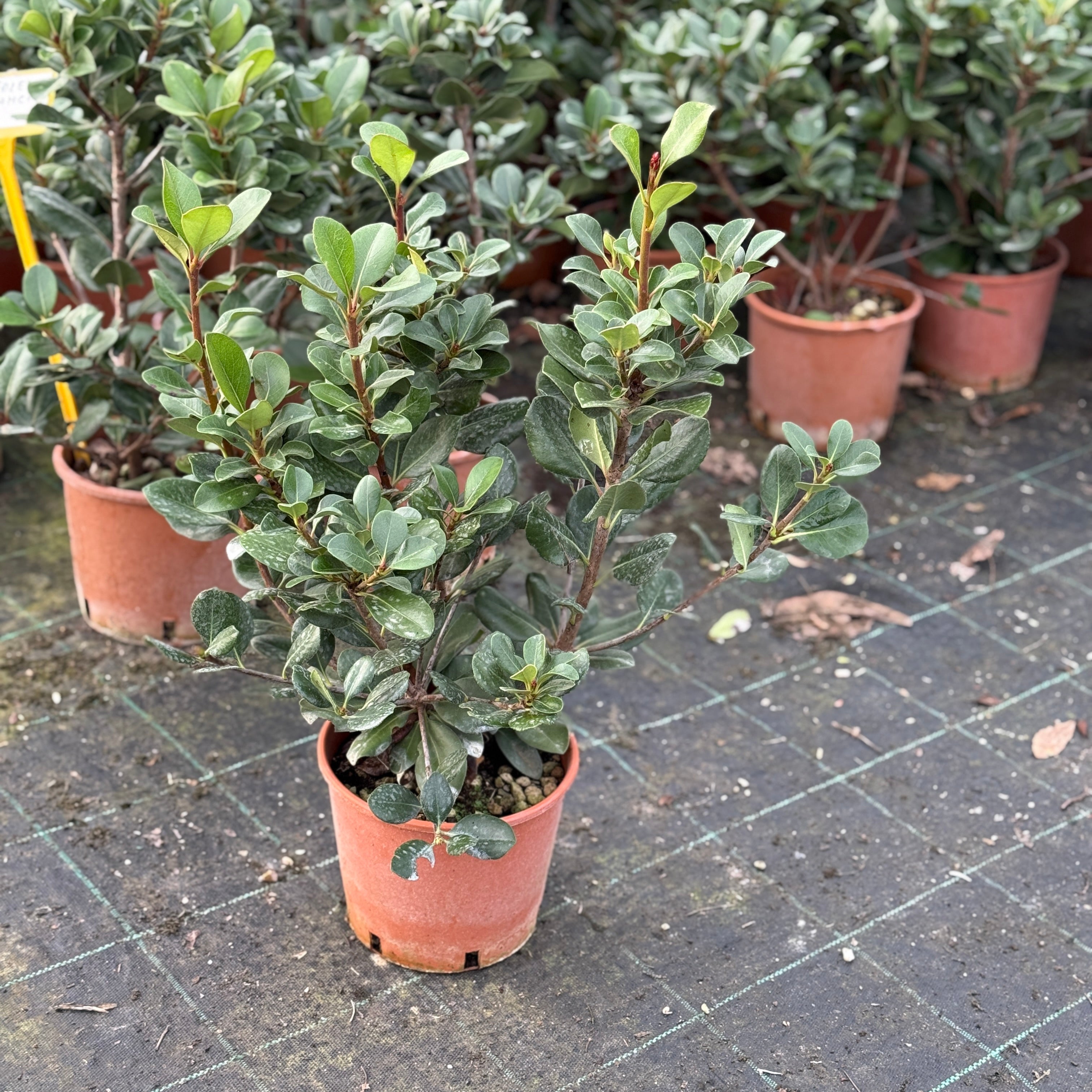 Raphiolepis indica (Vaso ⌀ 18cm) - Greenshop