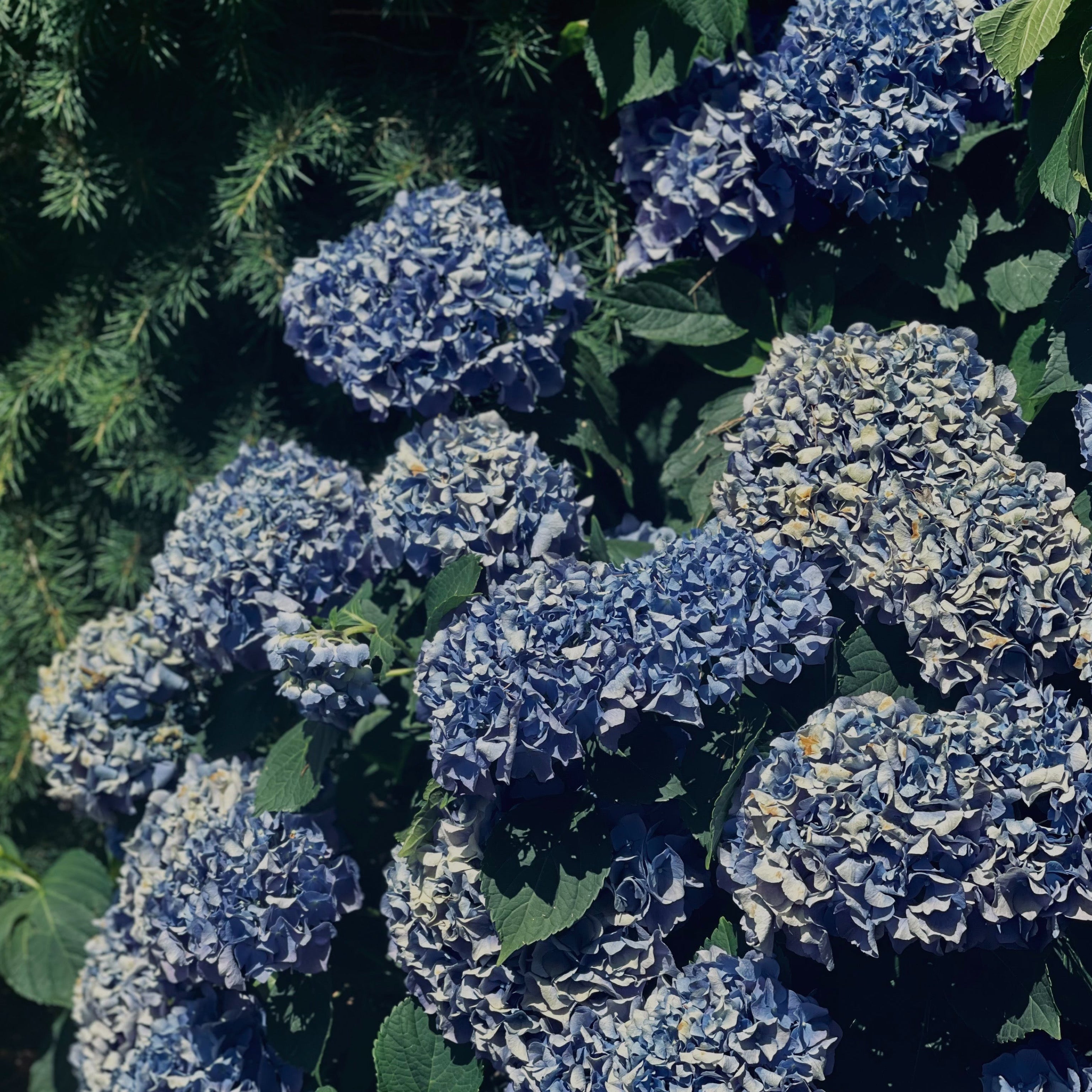 Ortensia - Hydrangea macrophylla (Vaso v 18cm) - Greenshop