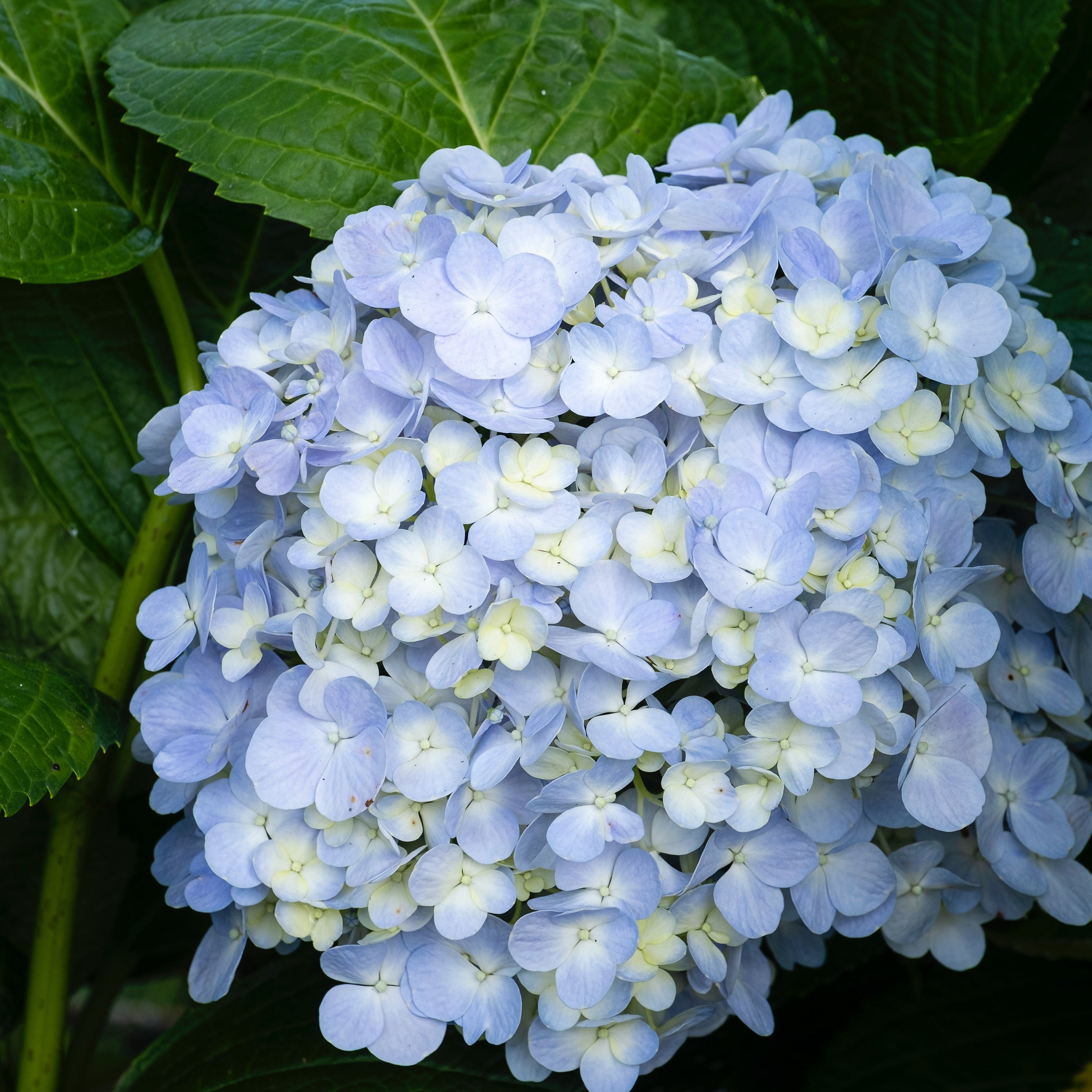Ortensia - Hydrangea macrophylla (Vaso v 18cm) - Greenshop