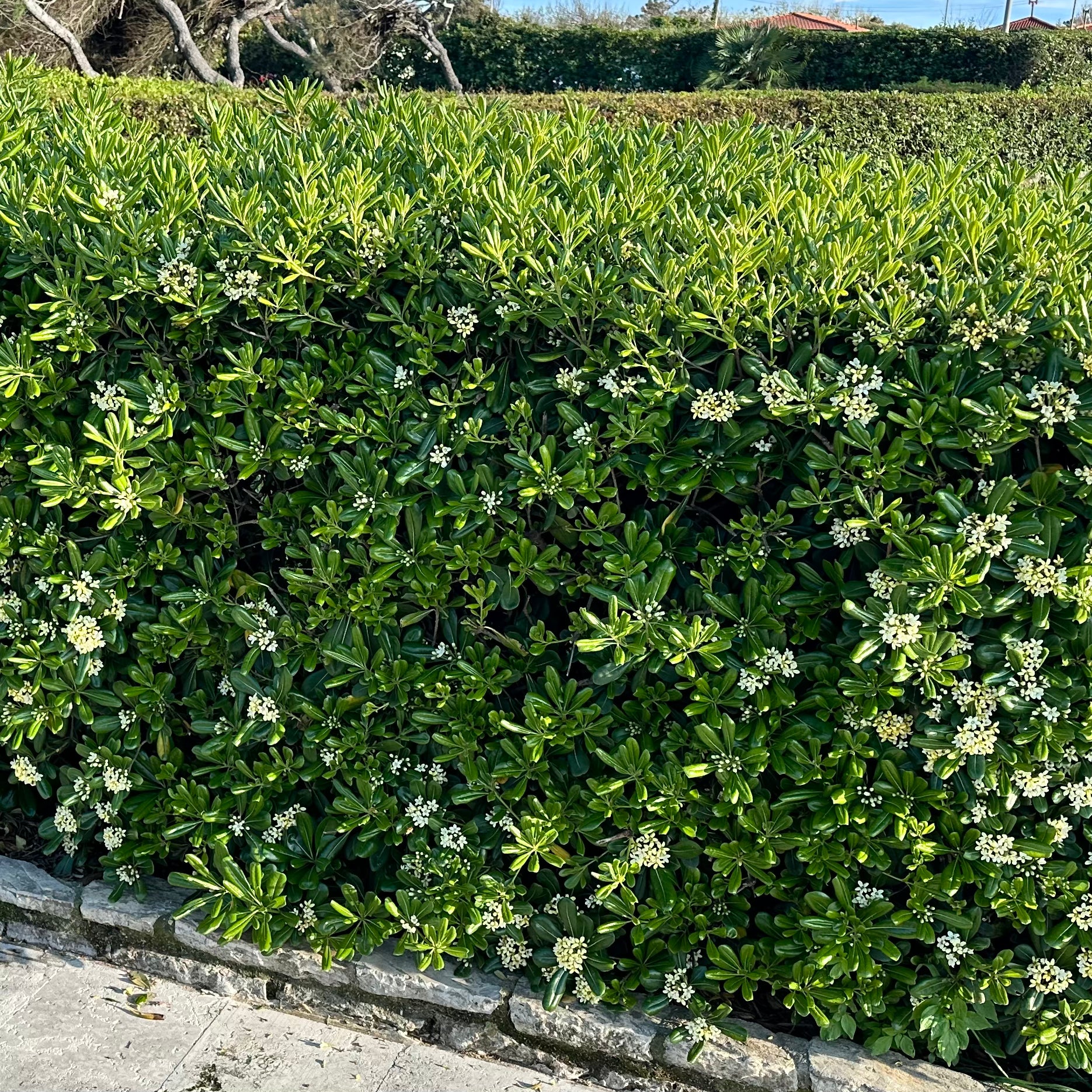 Pitosforo - Pittosporum tobira (𝙨𝙘𝙤𝙣𝙩𝙞 𝙞𝙣 𝙗𝙖𝙨𝙚 𝙖𝙡𝙡𝙖 𝙦𝙪𝙖𝙣𝙩𝙞𝙩𝙖') - Greenshop