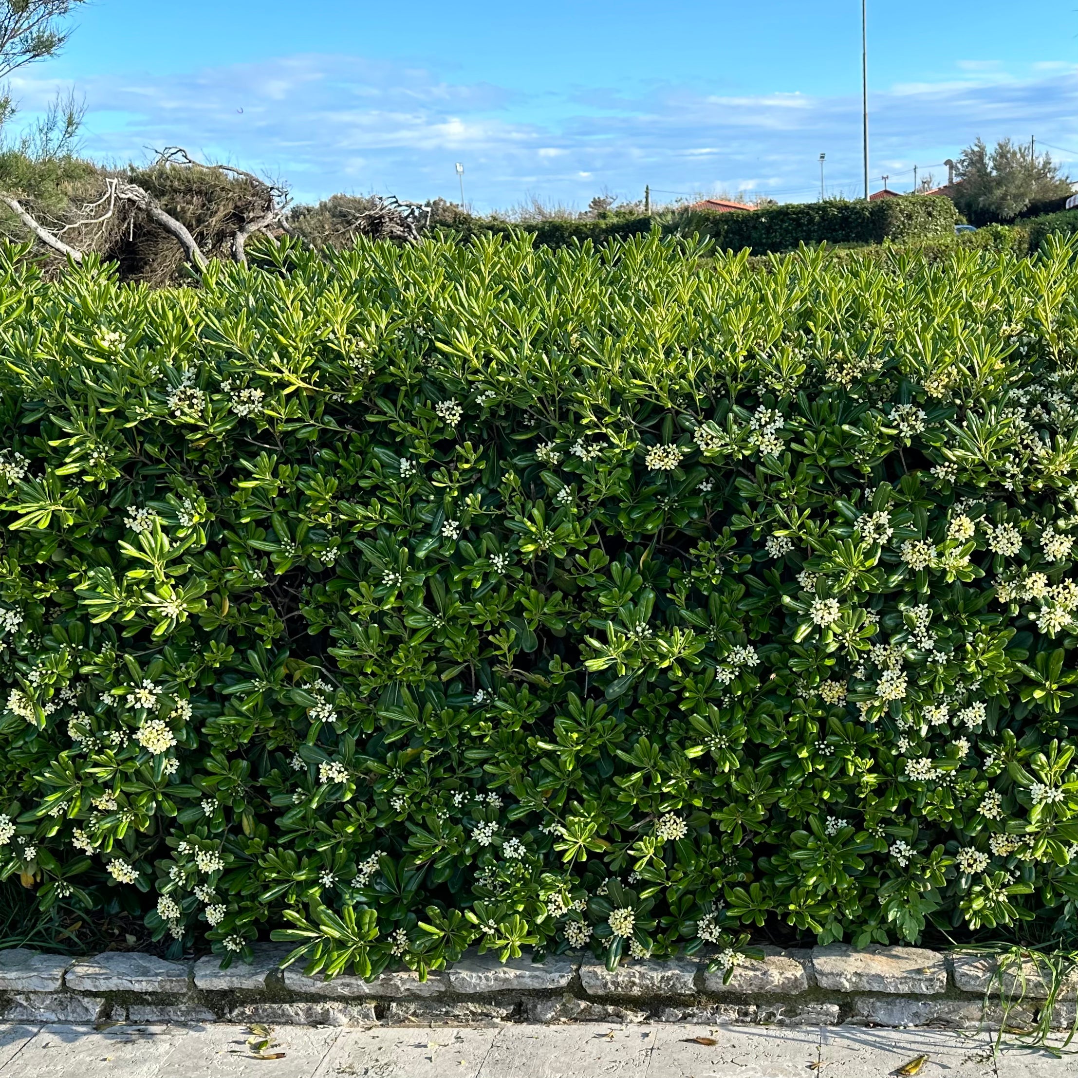 Pitosforo - Pittosporum tobira (𝙨𝙘𝙤𝙣𝙩𝙞 𝙞𝙣 𝙗𝙖𝙨𝙚 𝙖𝙡𝙡𝙖 𝙦𝙪𝙖𝙣𝙩𝙞𝙩𝙖') - Greenshop