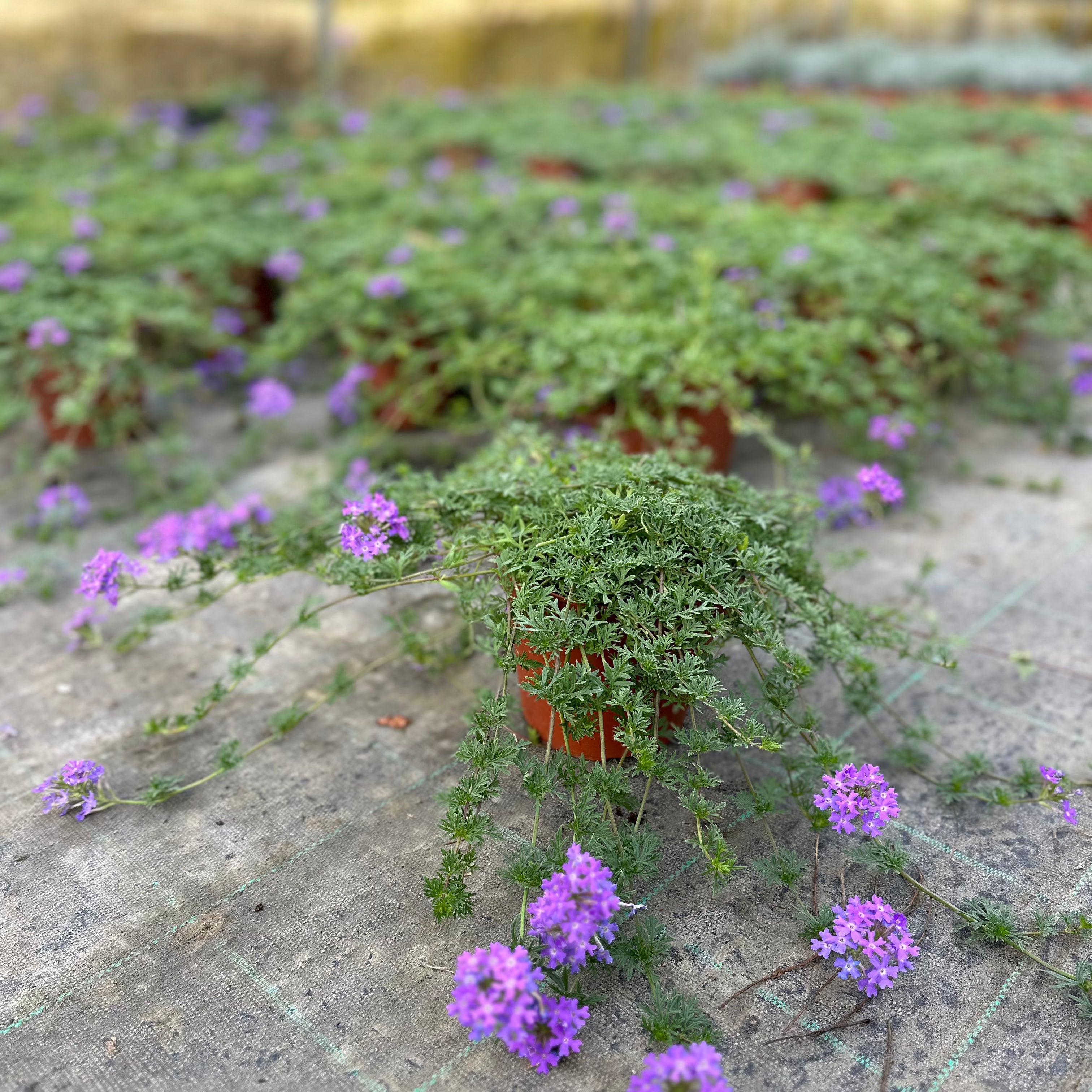 Verbena hybrida (𝙨𝙘𝙤𝙣𝙩𝙞 𝙞𝙣 𝙗𝙖𝙨𝙚 𝙖𝙡𝙡𝙖 𝙦𝙪𝙖𝙣𝙩𝙞𝙩𝙖') - Greenshop
