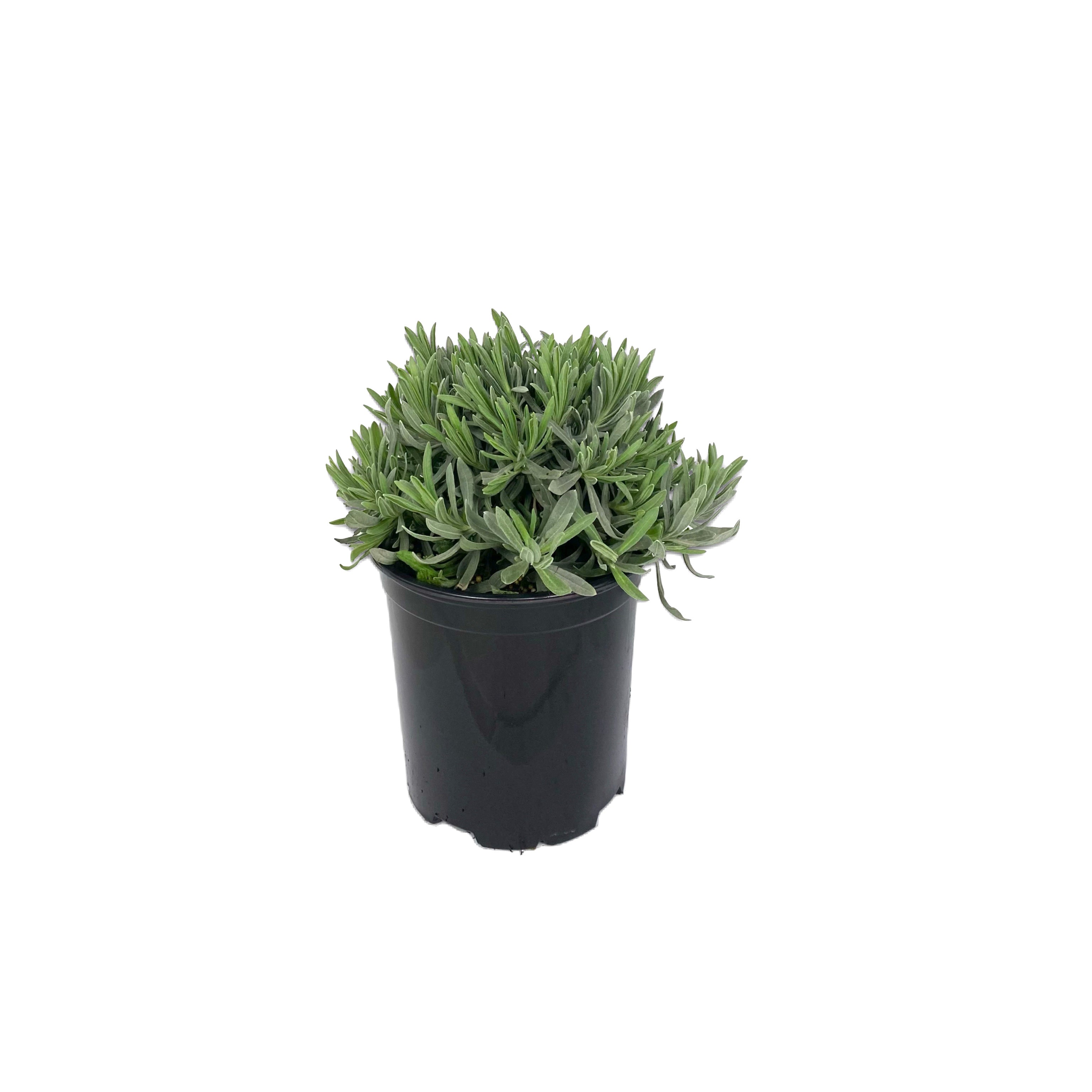 Lavanda - Lavandula officinalis - Greenshop