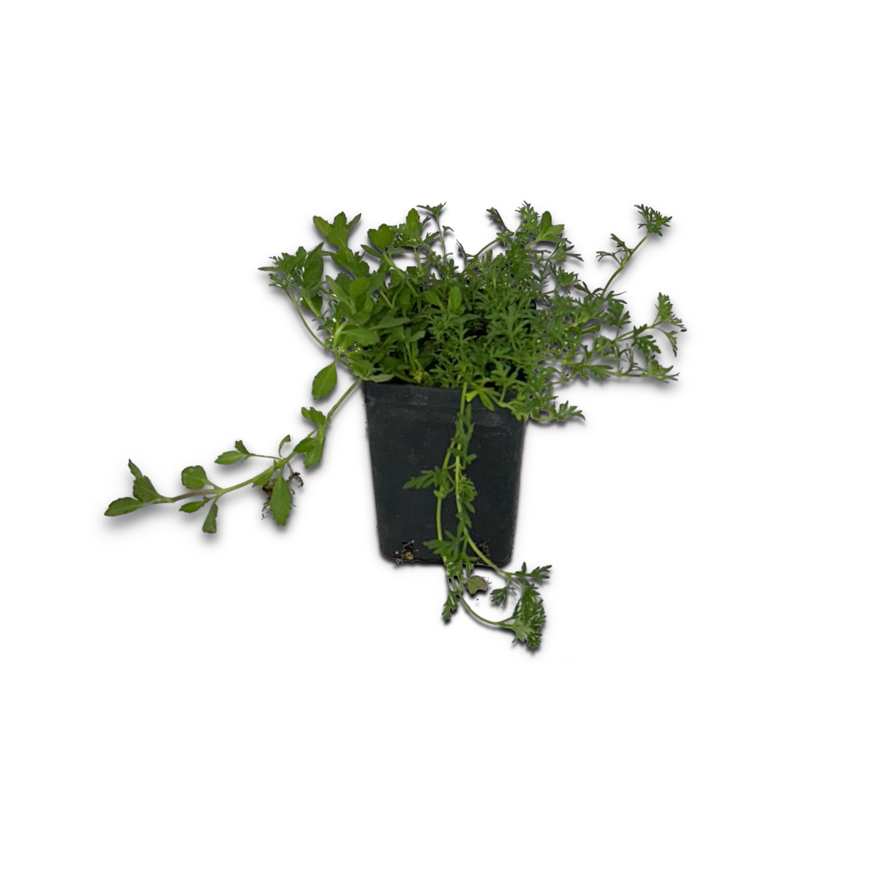 Lippia nodiflora mista a verbena hybrida - Greenshop