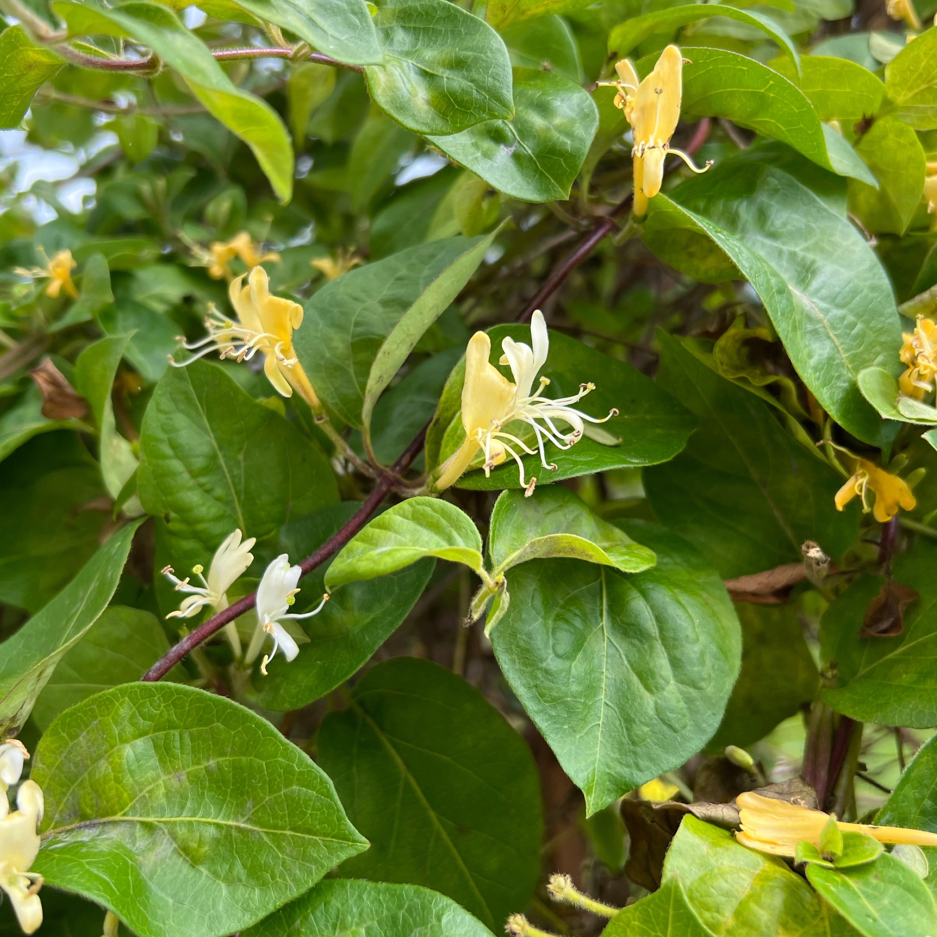 Lonicera caprifoglio (Vaso ⌀ 18cm) - Greenshop