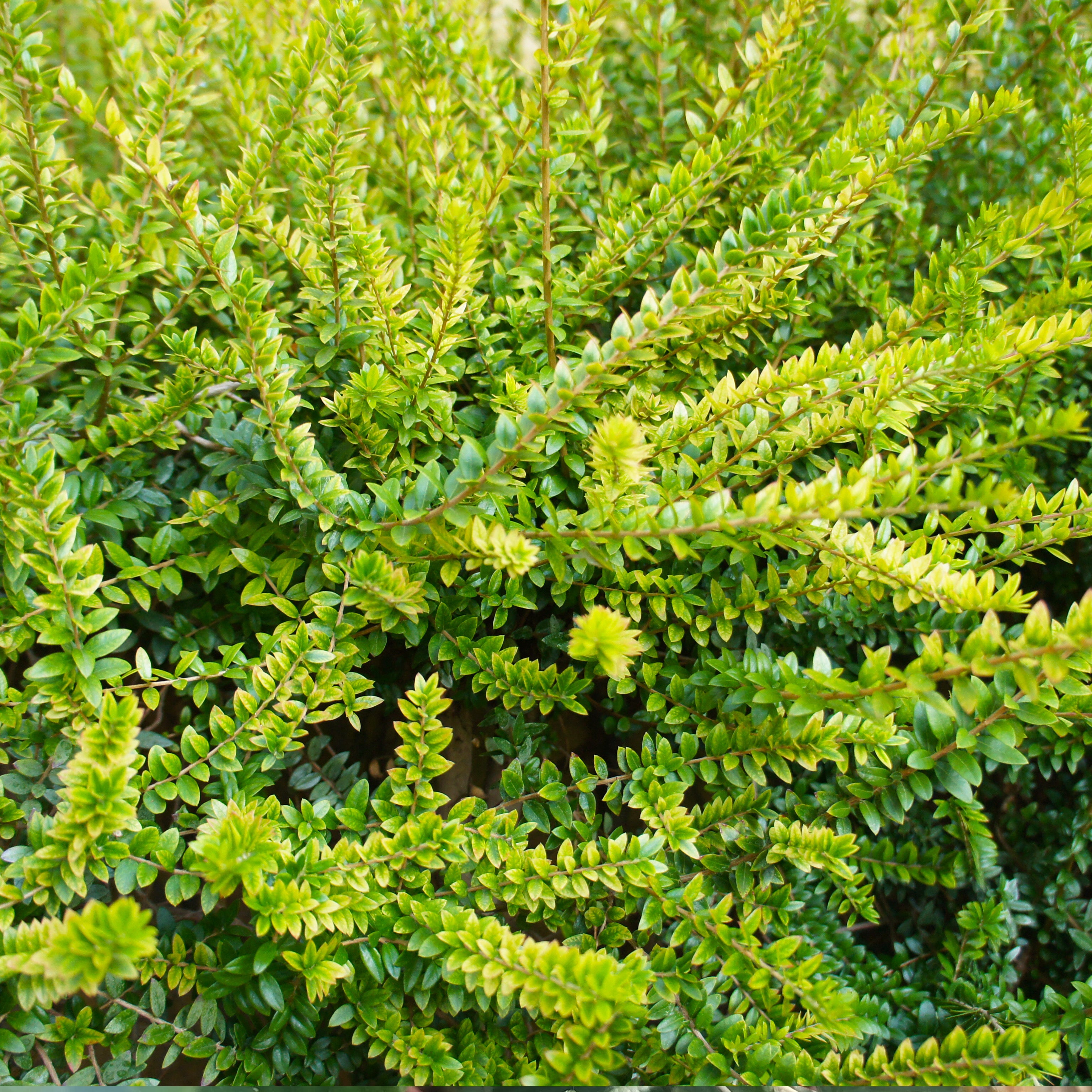 Lonicera nitida (Vaso ⌀ 18cm) - Greenshop